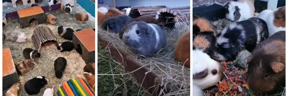 Machen viel Arbeit: Die 88 Meerschweinchen, mit denen&nbsp;Sophie Mason ihr Geld verdient.