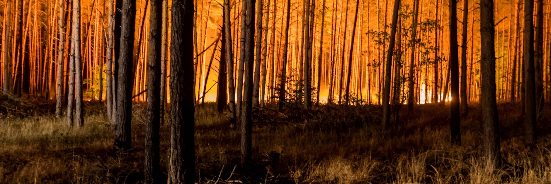 Waldbrand (Symbolbild)