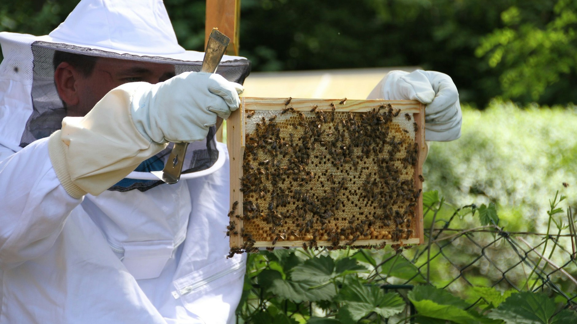 René Jeske beim Imkern. Dieses Hobby musste er wegen seiner Bienengift-Allergie aufgeben.