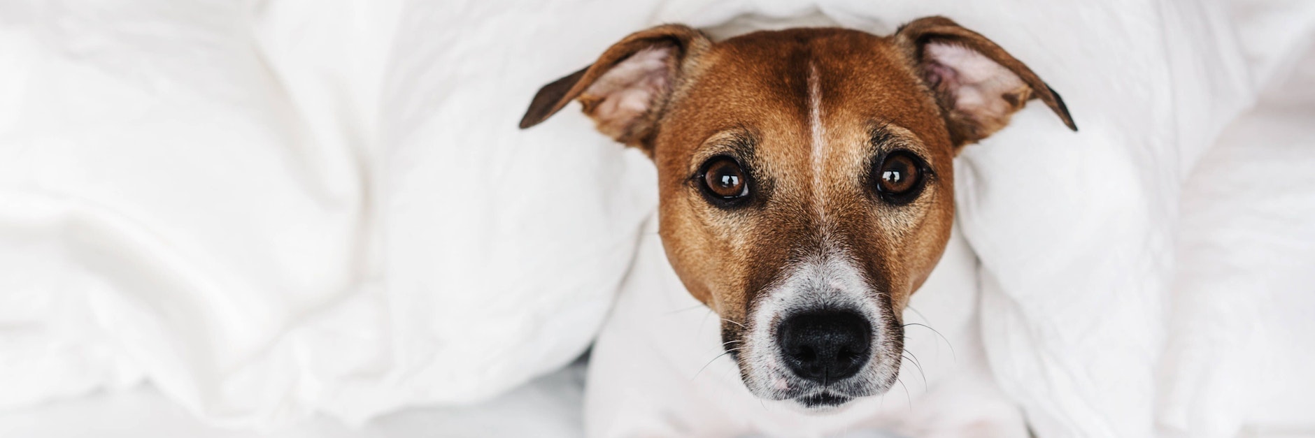 Viele wünschen sich einen Hund, doch den Tieren tut das gar nicht gut.