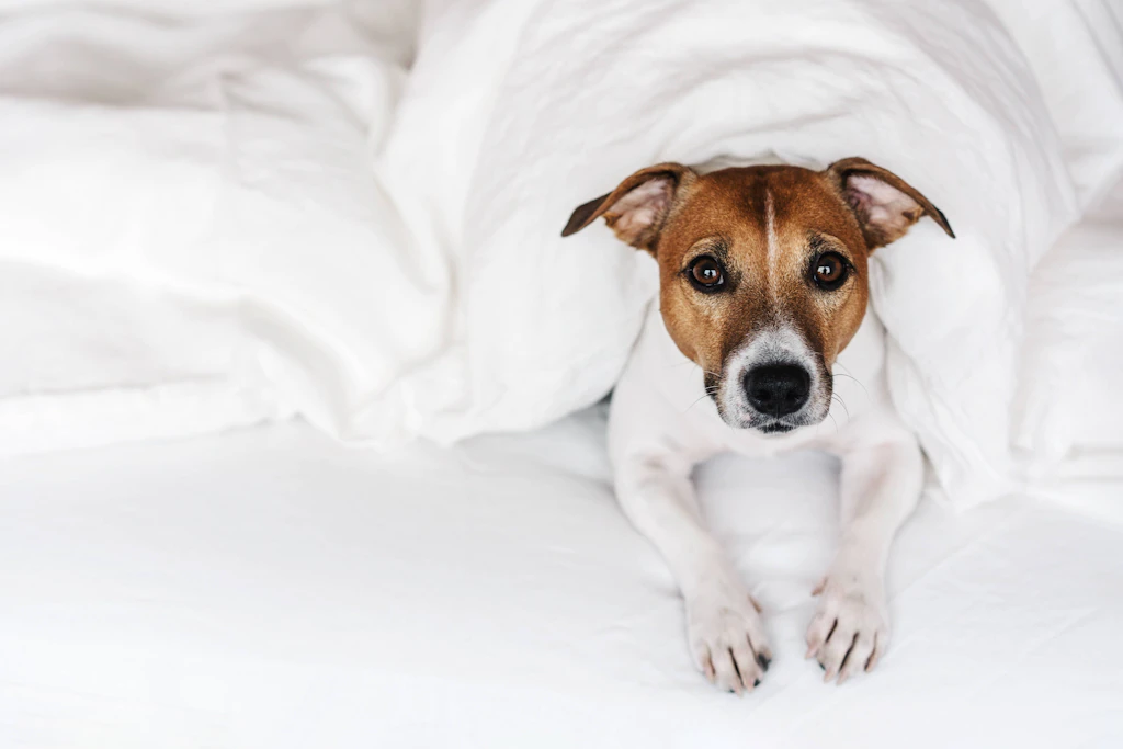 Schock-Studie: Viele schafften sich im Lockdown einen Hund an – und DAS sind die dramatischen Folgen