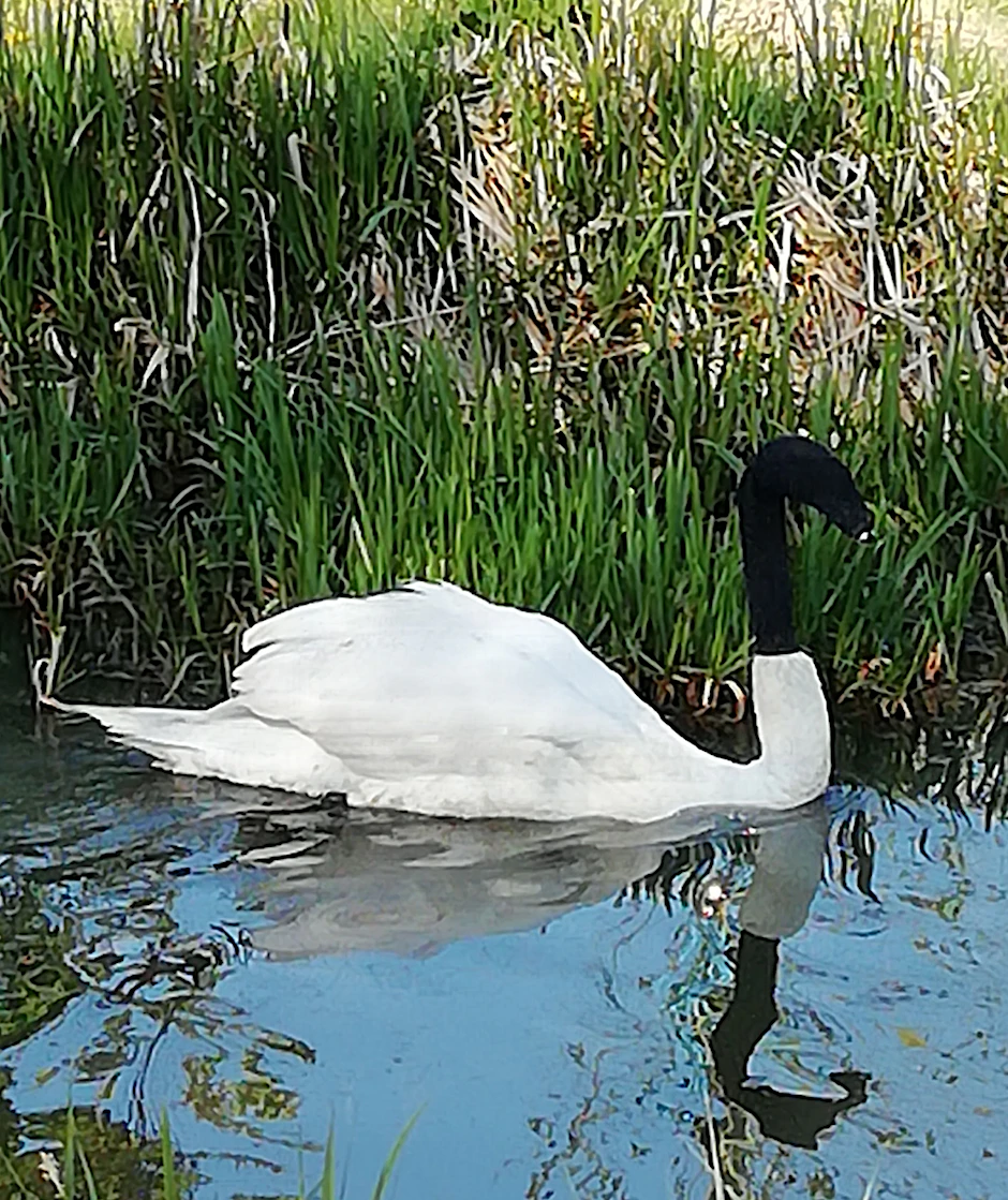 Ein Schwan mit einer schwarzen Socke über dem Kopf wurde in Lincolnshire geborgen.