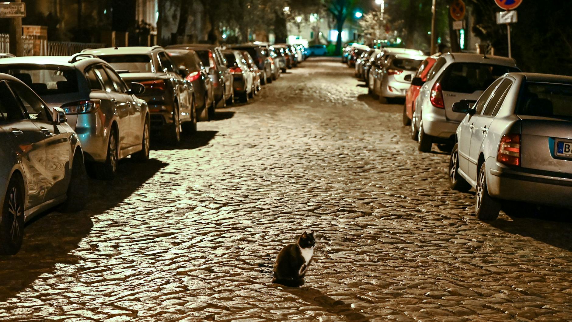 Sie darf auch nach 22 Uhr noch raus: Eine Katze verschafft sich in einer Straße in Karlshorst einen Überblick.