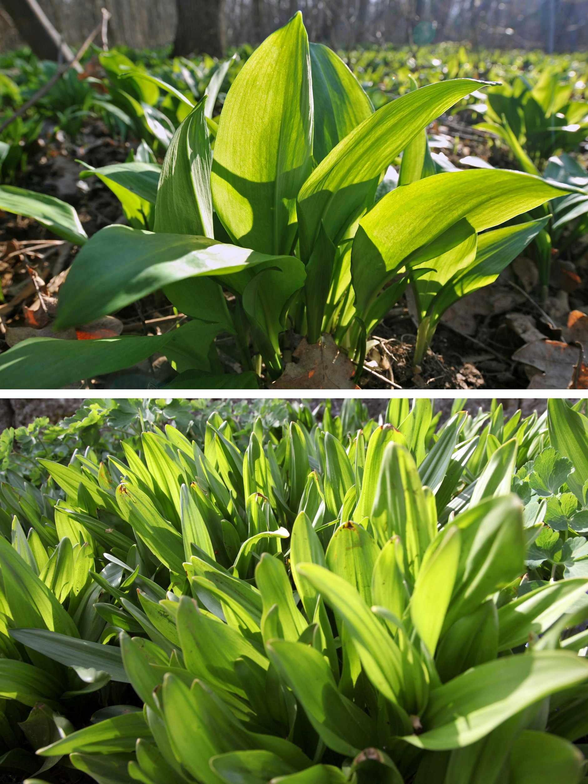 Die Bildkombo zeigt im oberen Teil eine Bärlauch-Pflanze und im unteren Teil eine Herbstzeitlosen-Pflanzen. Die Blätter von Bärlauch und Herbstzeitlosen ähneln sich sehr und wachsen oft unmittelbar nebeneinander. 