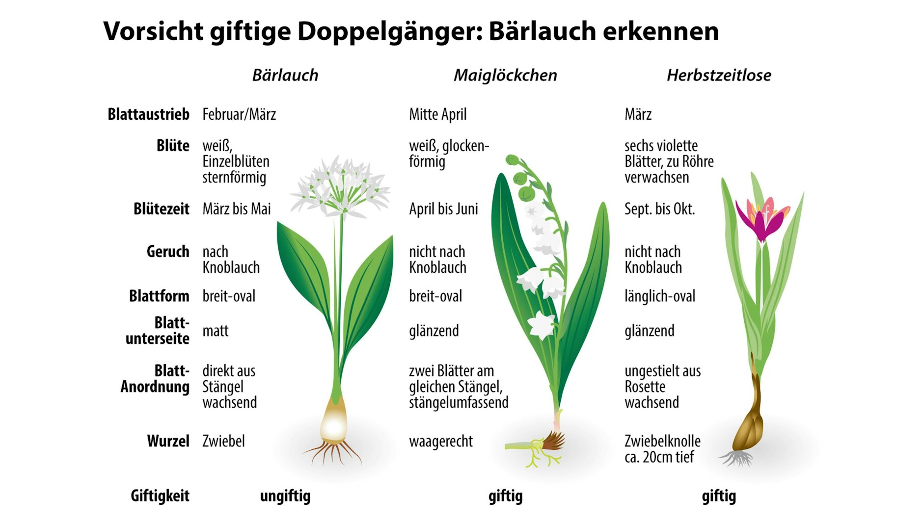Die Unterscheidungsmerkmale von Bärlauch, Maiglöckchen und Herbstzeitlosen auf einen Blick. 