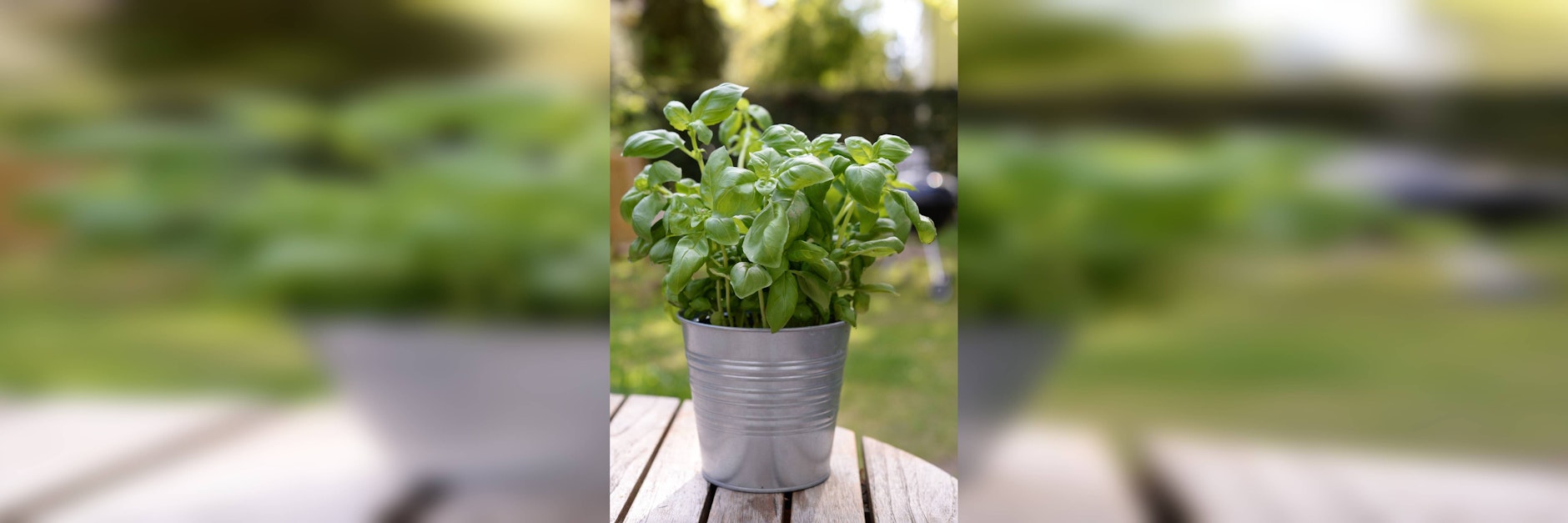 Basilikum aus dem Supermarkt geht oft ein, doch mit drei einfachen Tricks hält es ein Leben lang