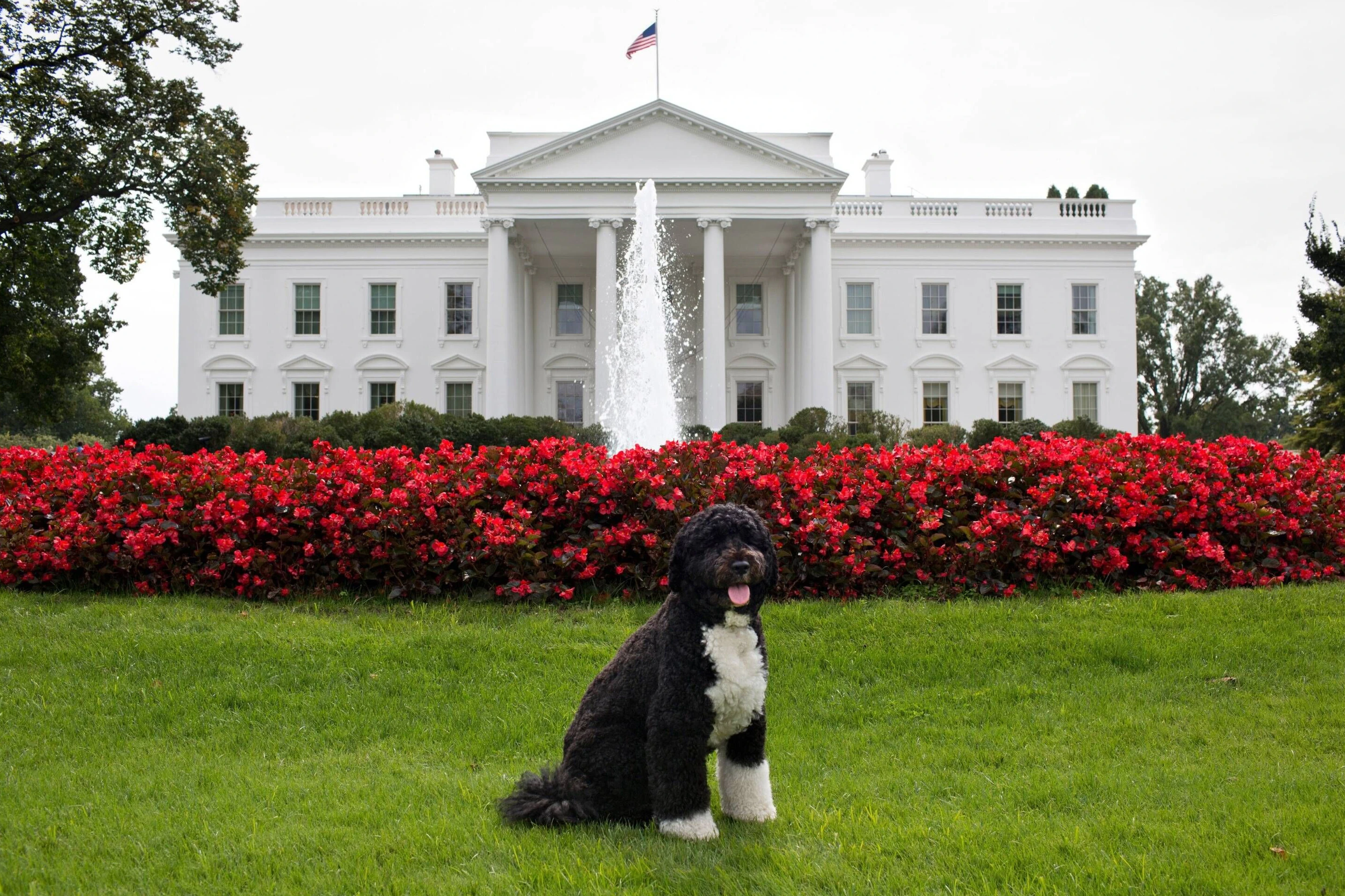Bo, ein Portugiesischer Wasserhund, posiert vor dem Weißen Haus (2012).