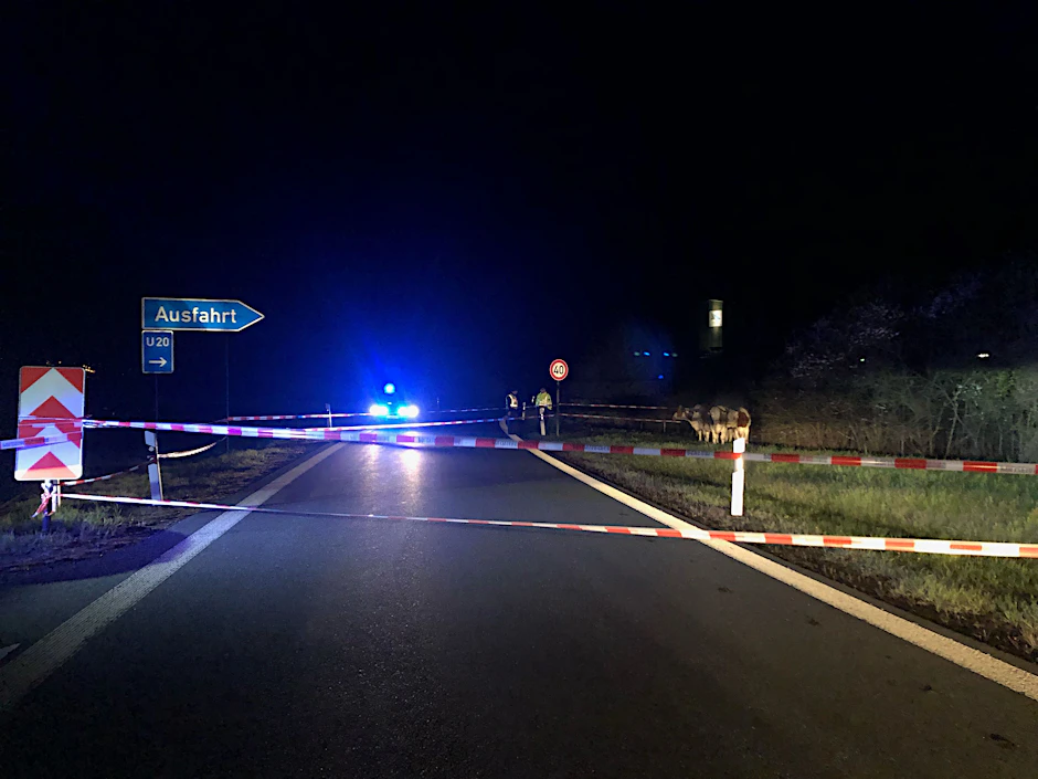 Polizisten mussten in Sachsen von einem Gewitter aufgeschreckte Rinder wieder einfangen.