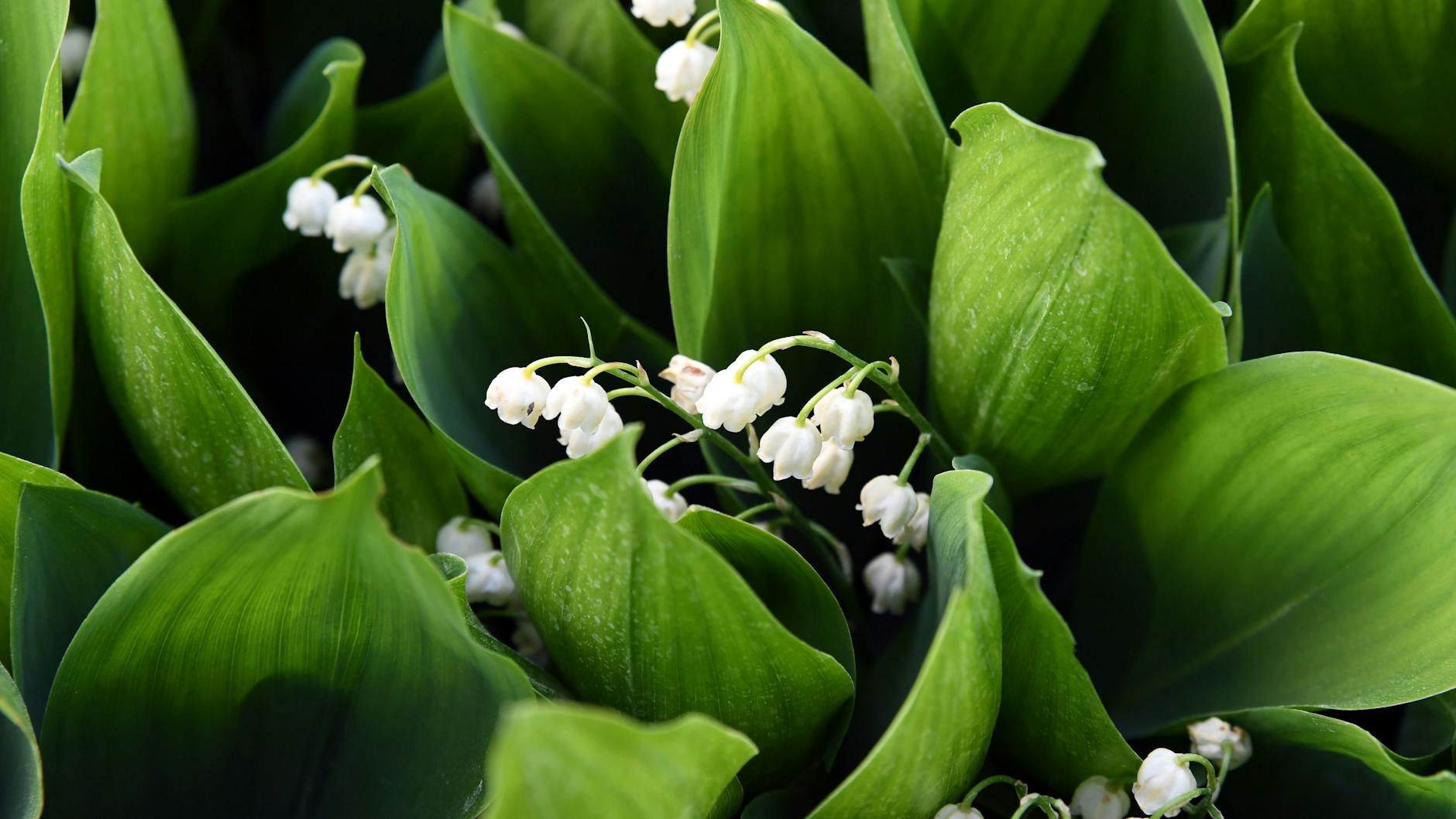 Bei den Maiglöckchen kommen die Glöckchen-Stiele gleich mit den Blättern aus der Erde. Die Blattunterseite glänzt. 