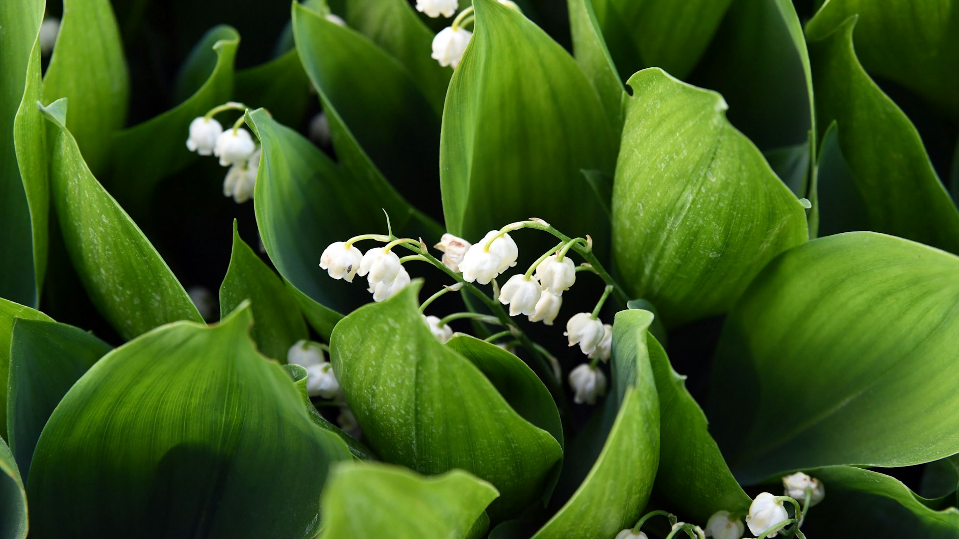 Bei den Maiglöckchen kommen die Glöckchen-Stiele gleich mit den Blättern aus der Erde. Die Blattunterseite glänzt.&nbsp;