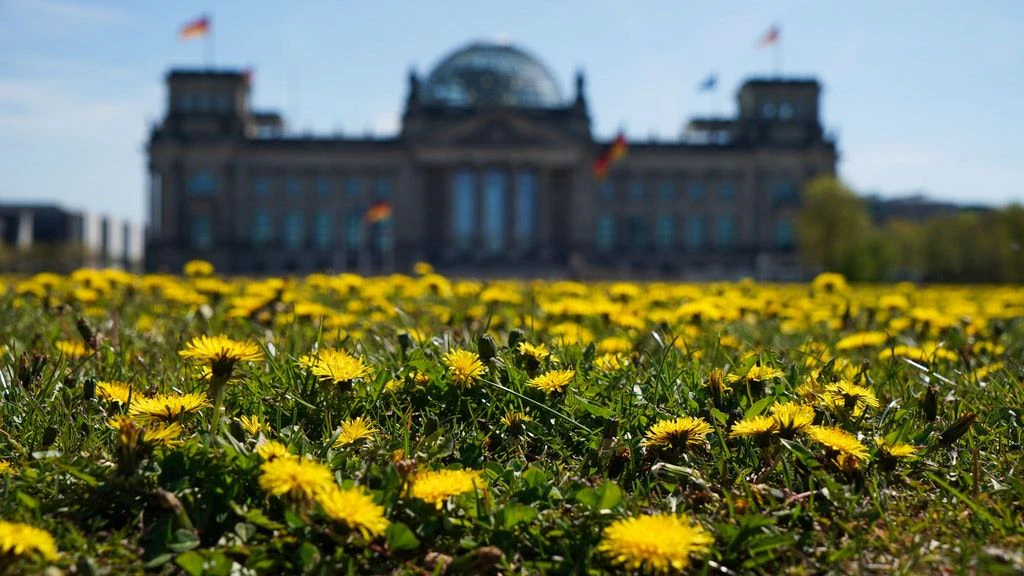 Ein gelber Löwenzahn-Teppich wächst auf der Wiese vor dem Reichstagsgebäude in Berlin.
