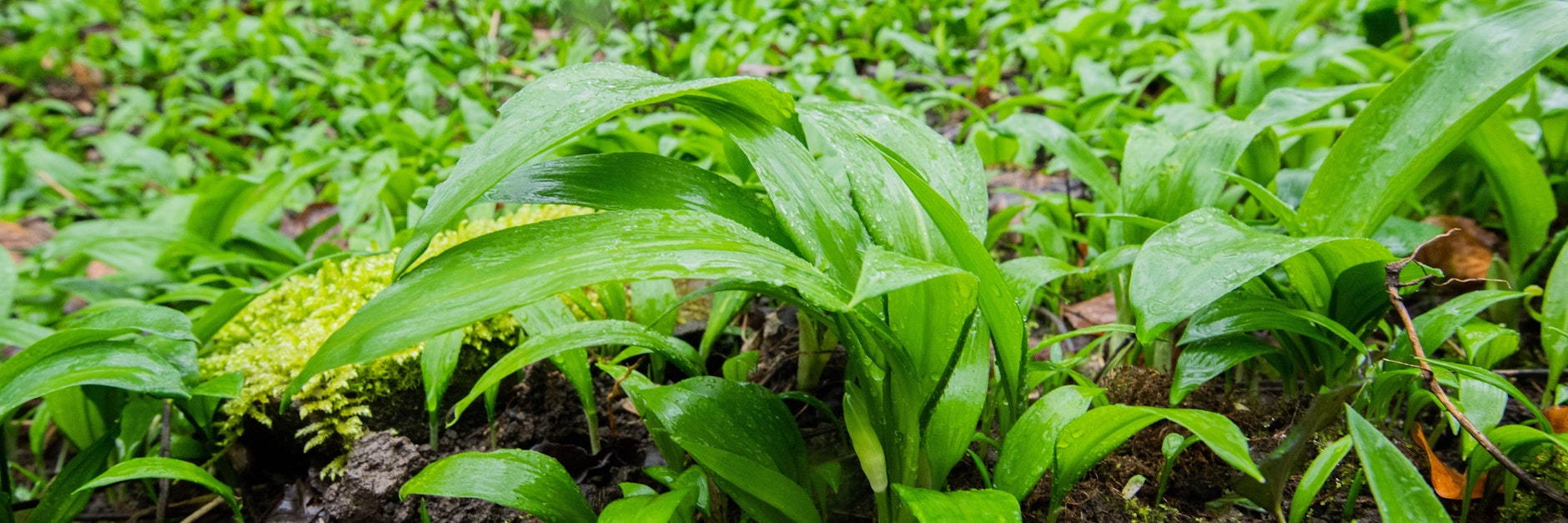Bärlauch wächst in großen Mengen auf feuchten Waldböden.