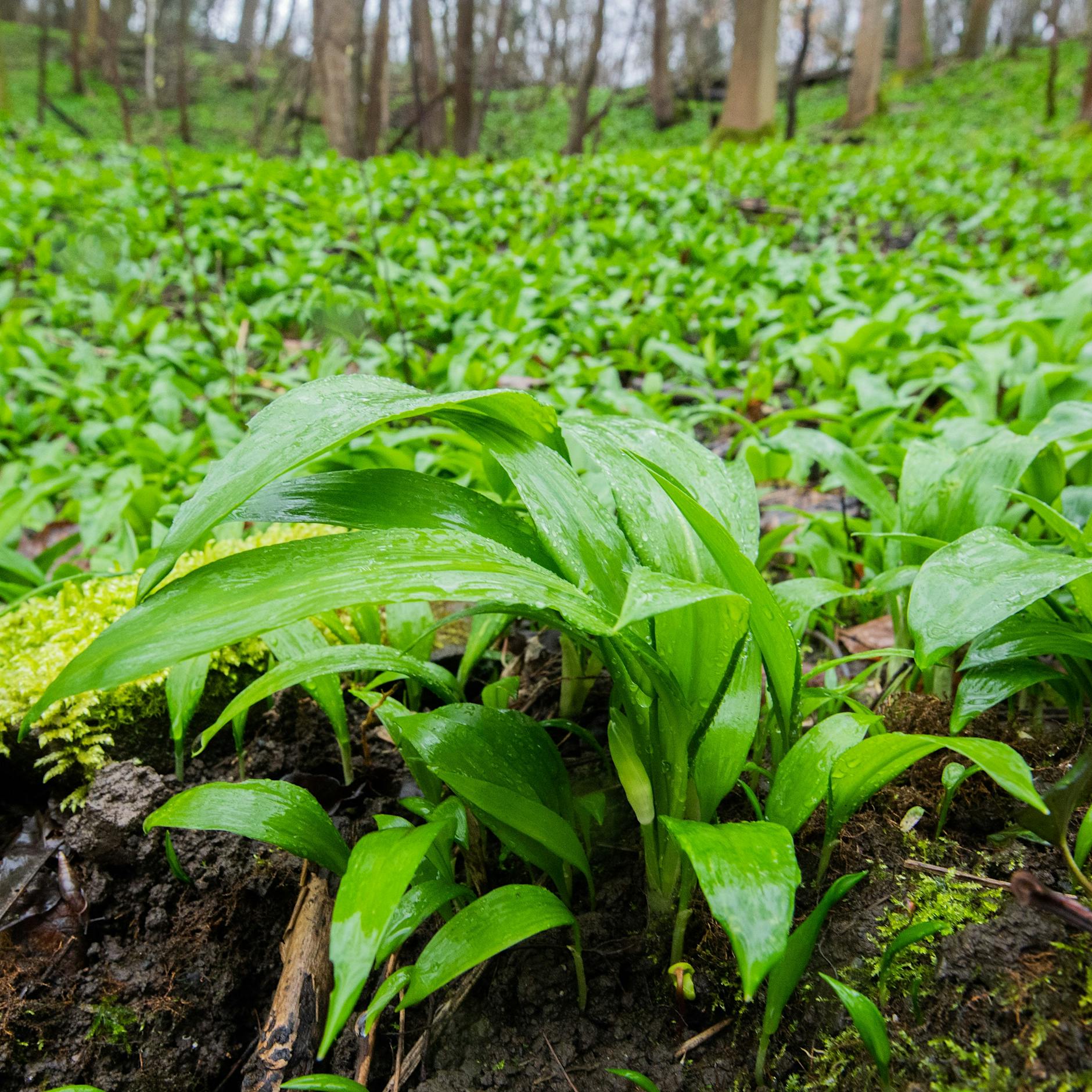 Tödliche Verwechslungsgefahr: Bärlauch und seine giftigen Doppelgänger – so erkennen Sie den Unterschied