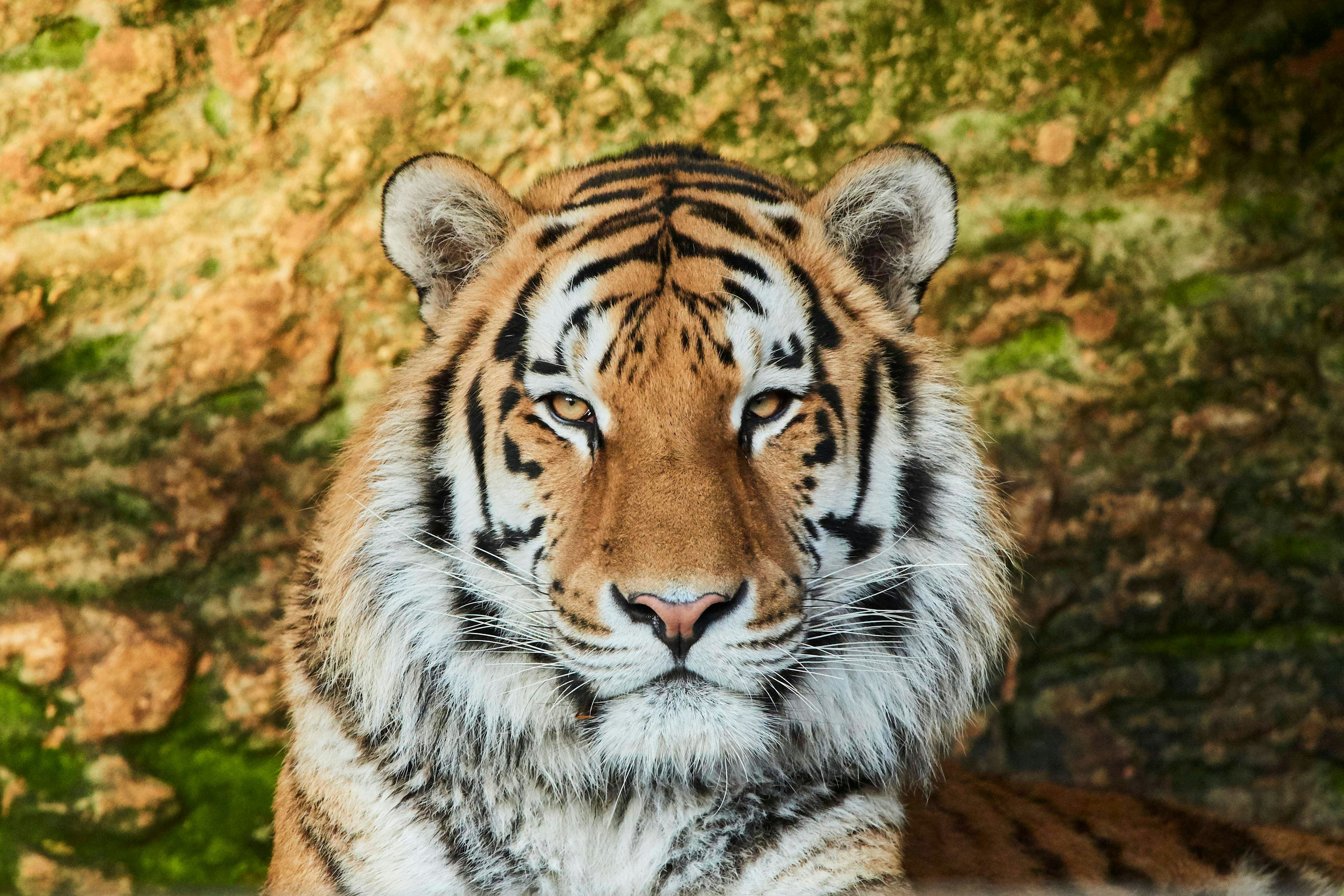 Beruchtigter Wilderer Von Konigstigern In Bangladesch Verhaftet