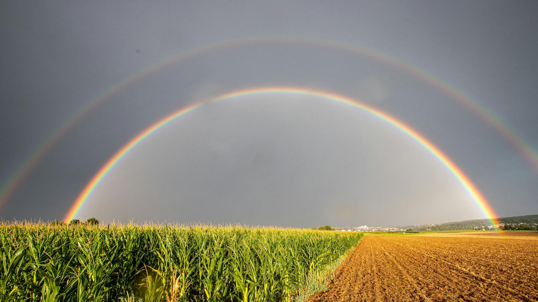 Maisfeld nach einem Regenschauer