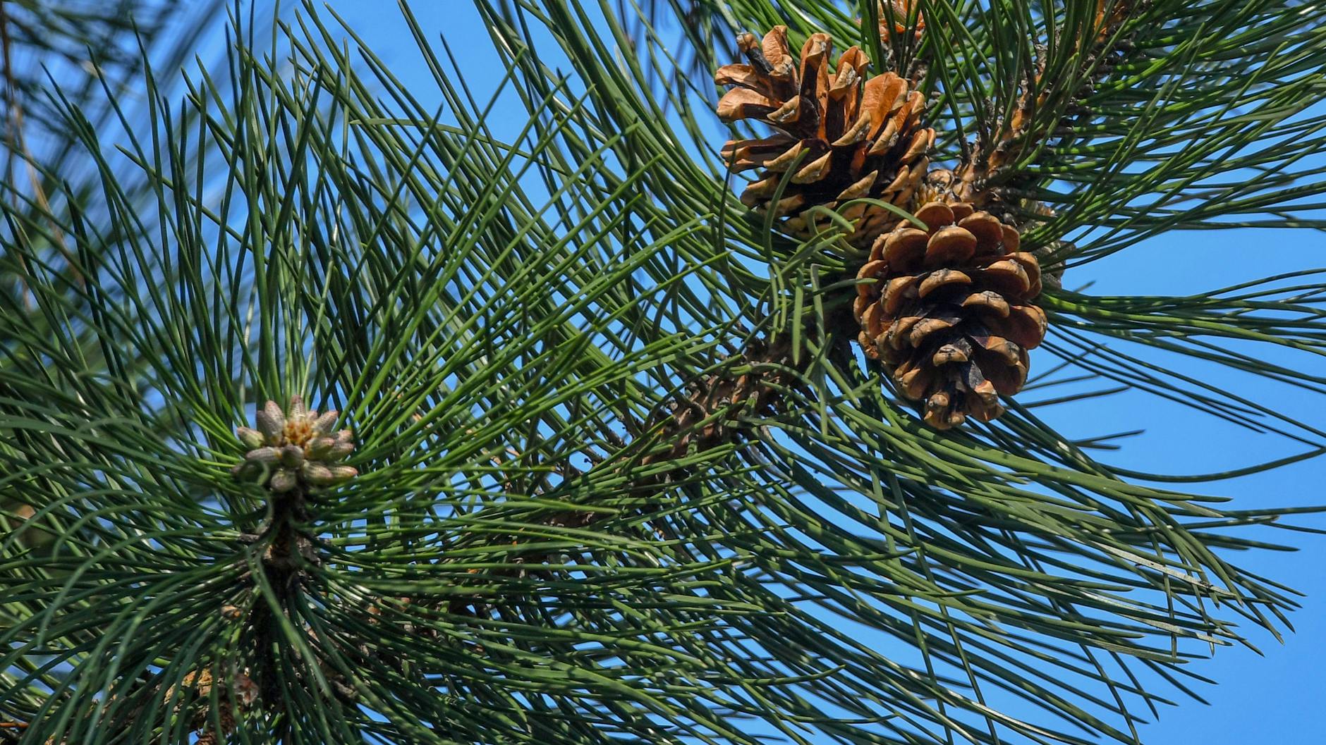 Darf der Nachbar überhängende Äste abschneiden? Diese Frage hat nun der Bundesgerichtshof geklärt. 