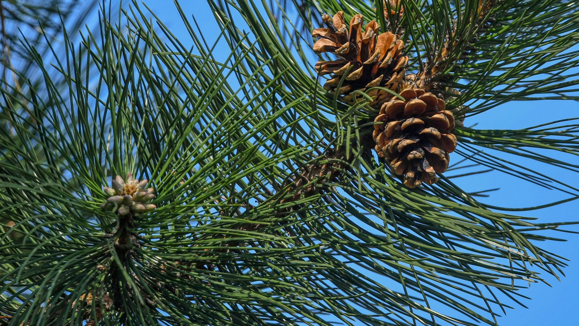 Darf der Nachbar überhängende Äste abschneiden? Diese Frage hat nun der Bundesgerichtshof geklärt.&nbsp;