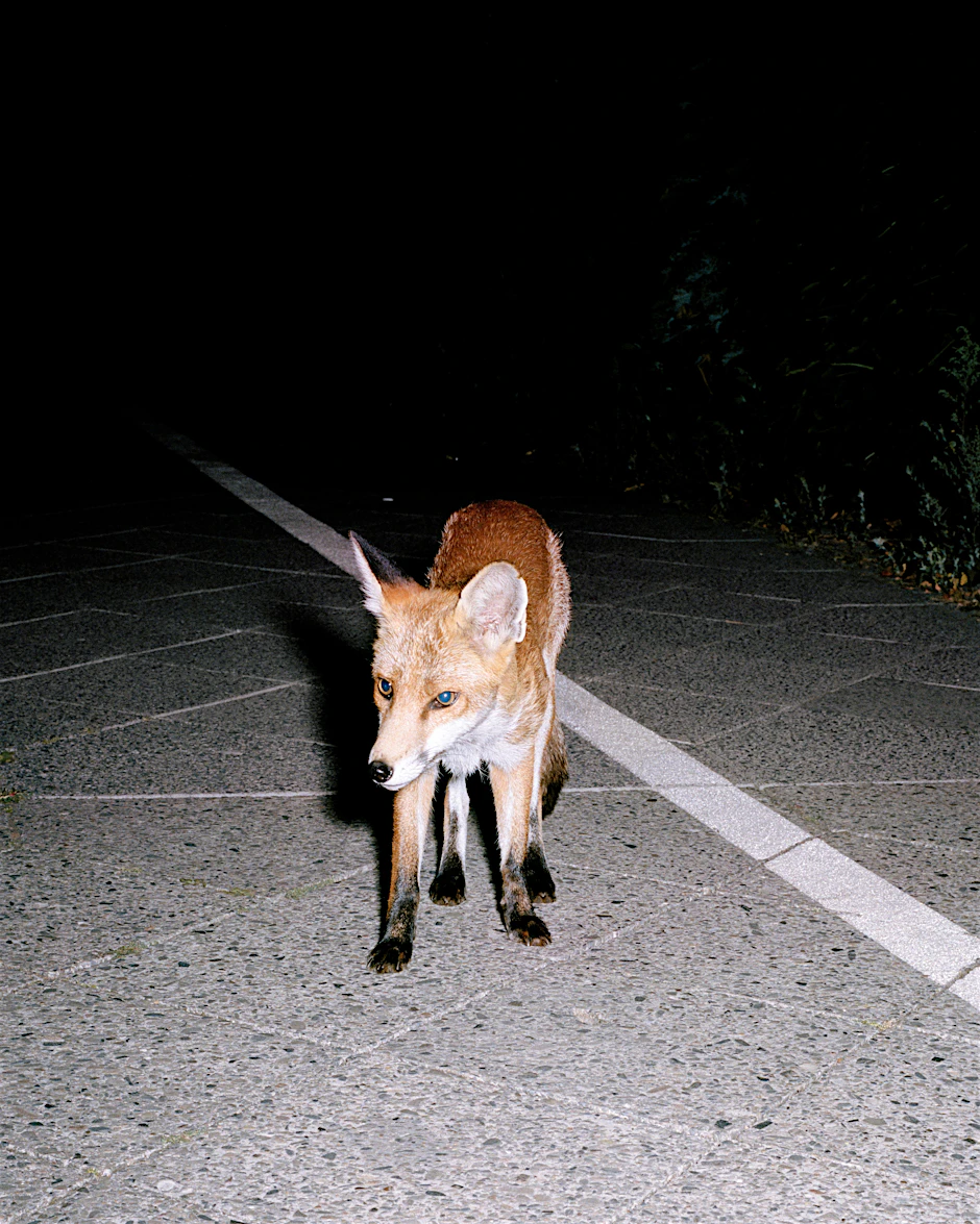 Ein Stadtfuchs
