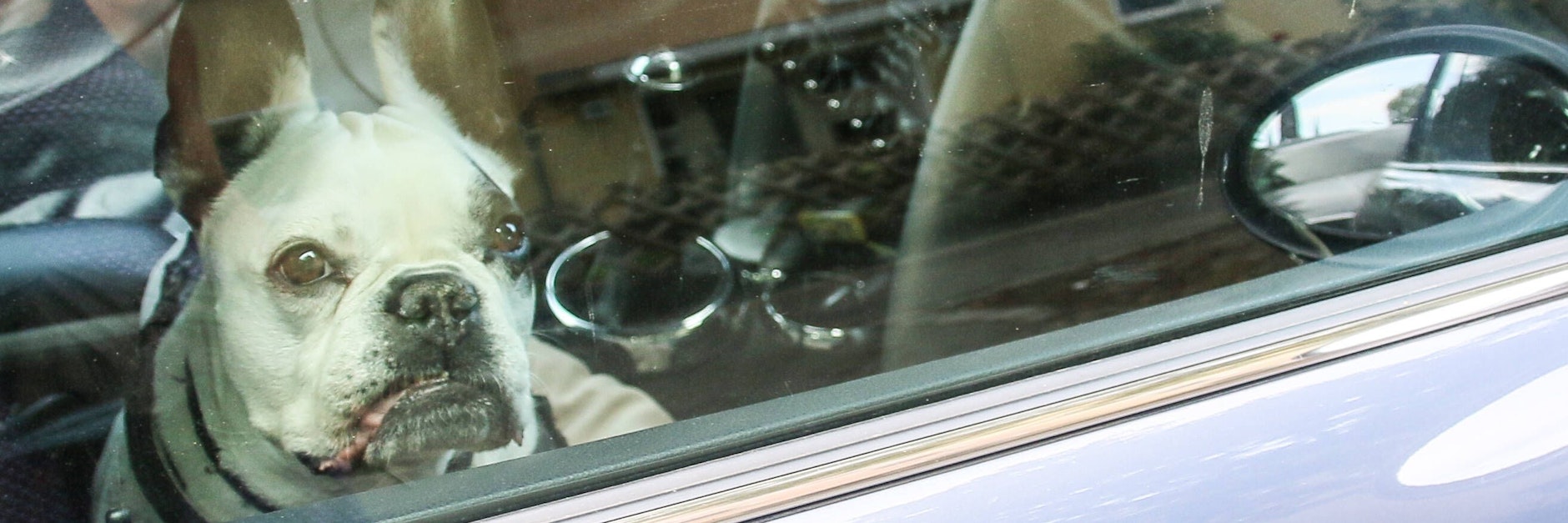 Immer wieder lassen Herrchen und Frauchen ihre Hunde im brütend heißen Auto zurück.