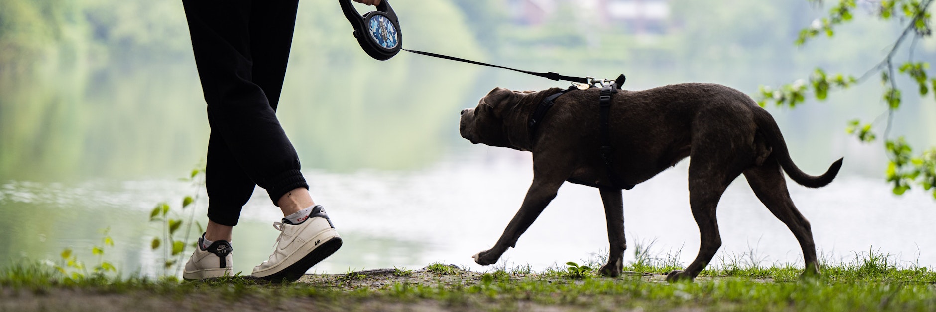 In den letzten Wochen sind bereits die ersten in der Pandemie angeschafften Hunde abgegeben worden.