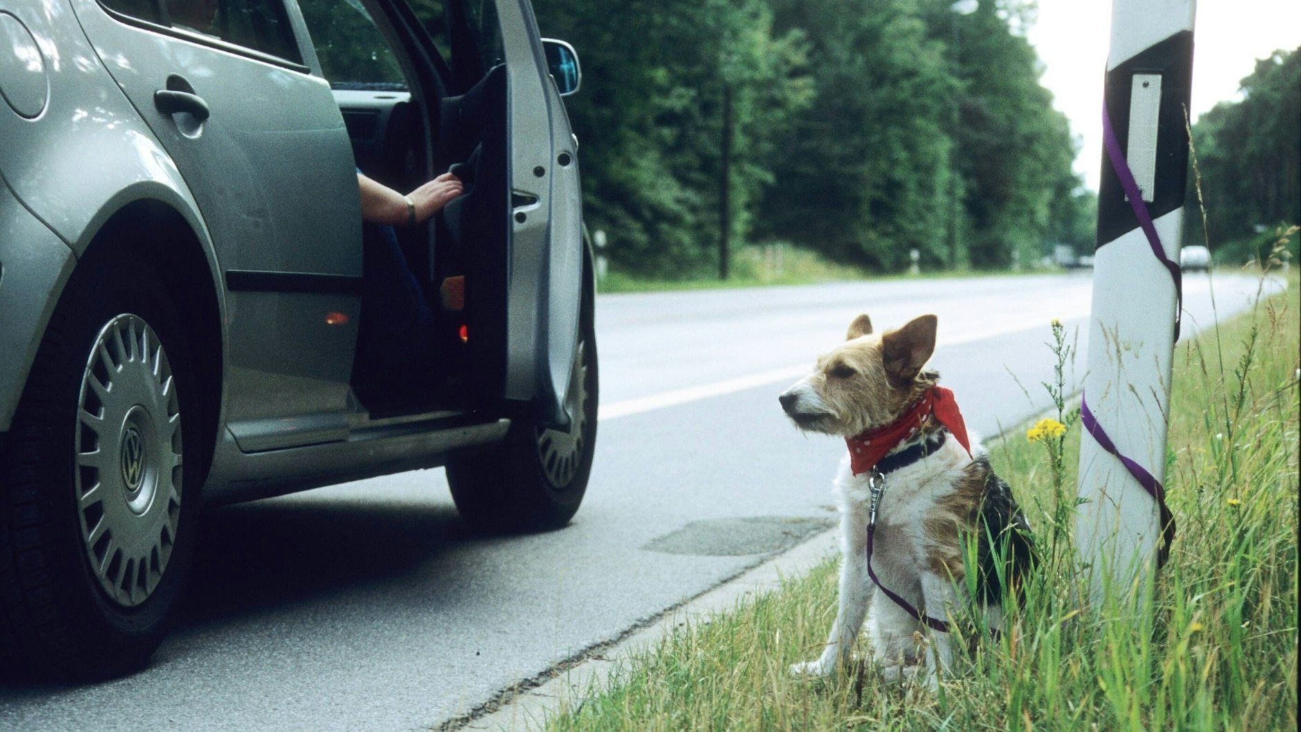 Einige Vierbeiner werden auch einfach an der Straße ausgesetzt.