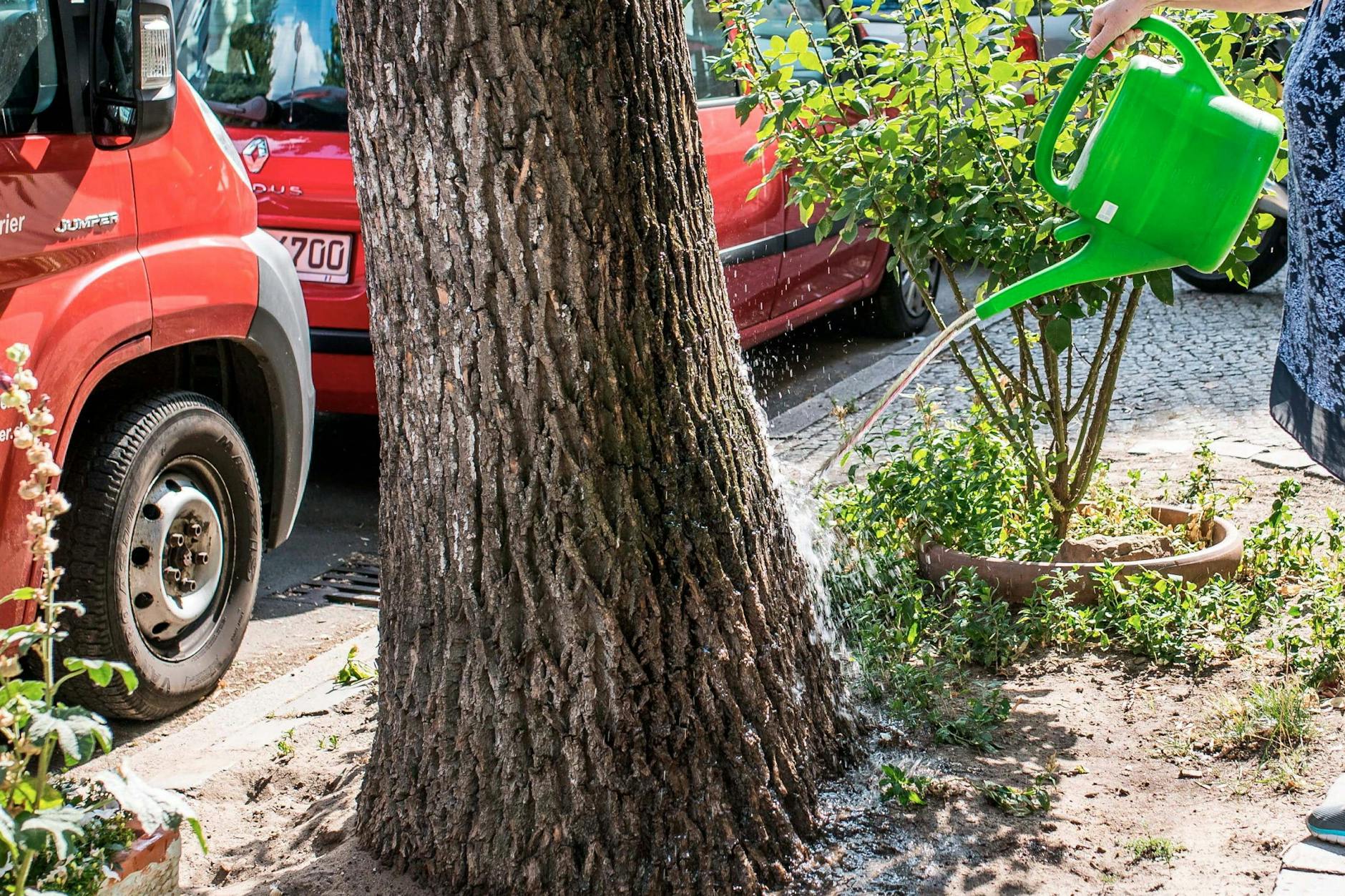 Berliner sind aufgerufen, Bäume in ihrer Straße zu bewässern (Archivbild).
