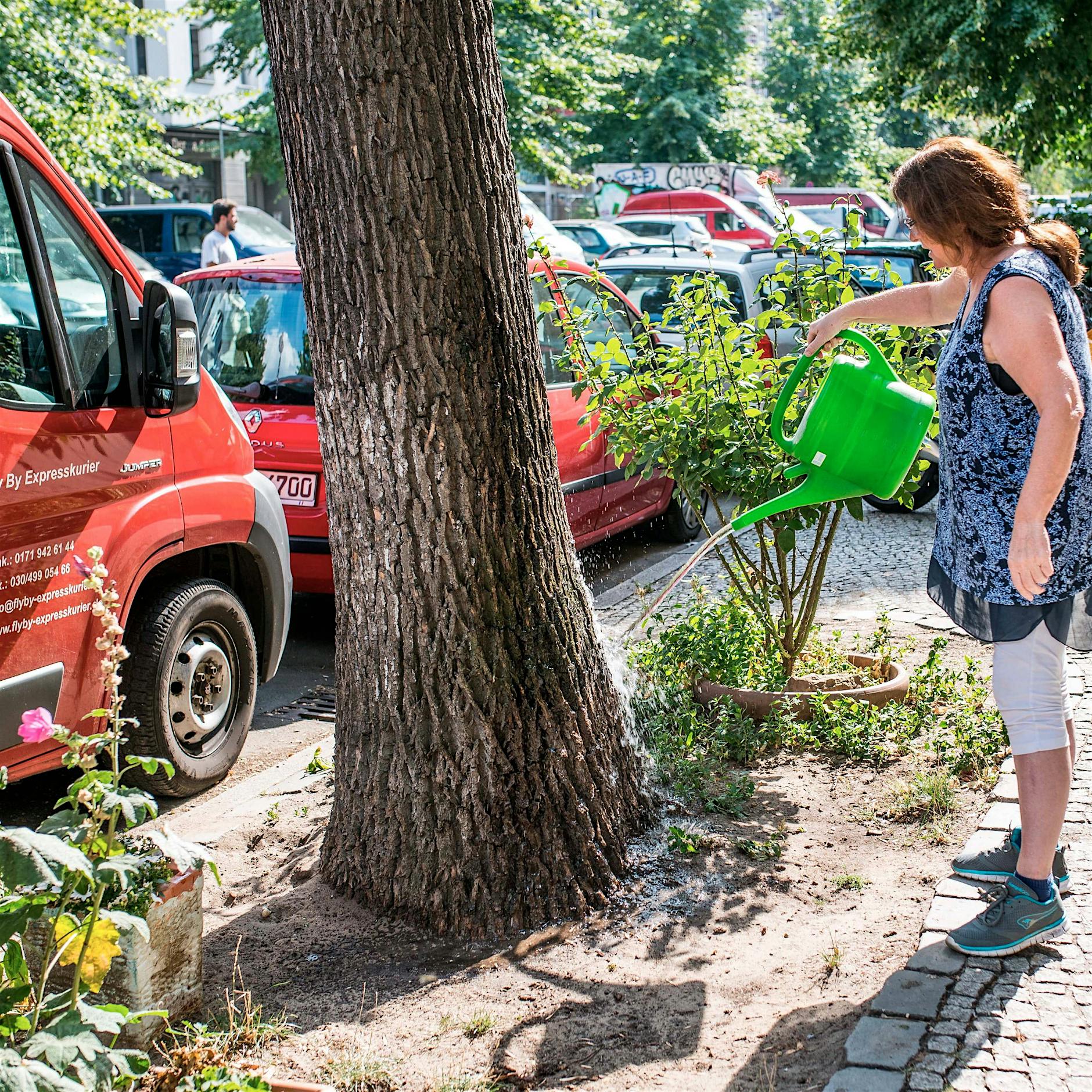 Berlin: Senatorin Pop ruft zum Gießen von Straßenbäumen auf