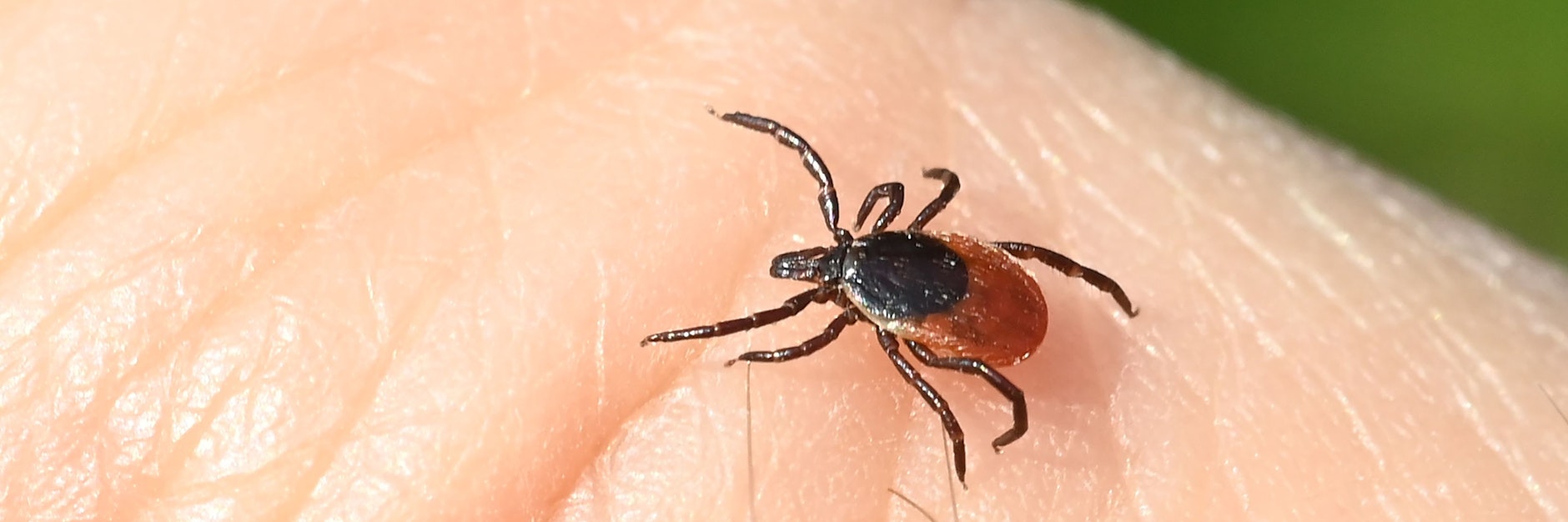 Eine Zecke läuft über eine Hand.