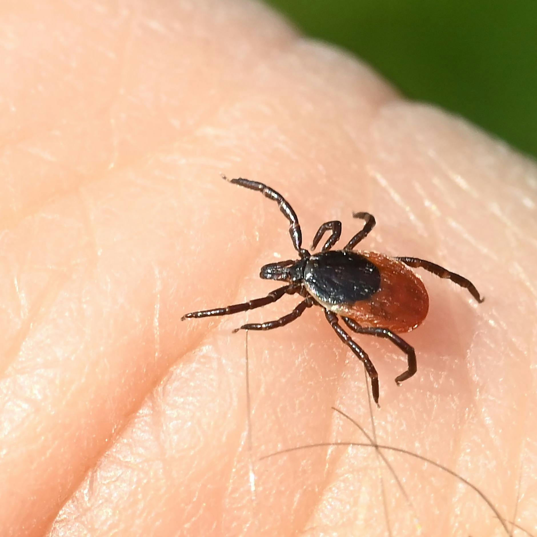 Zecken im Urlaub: Lohnt jetzt noch eine FSME-Impfung?