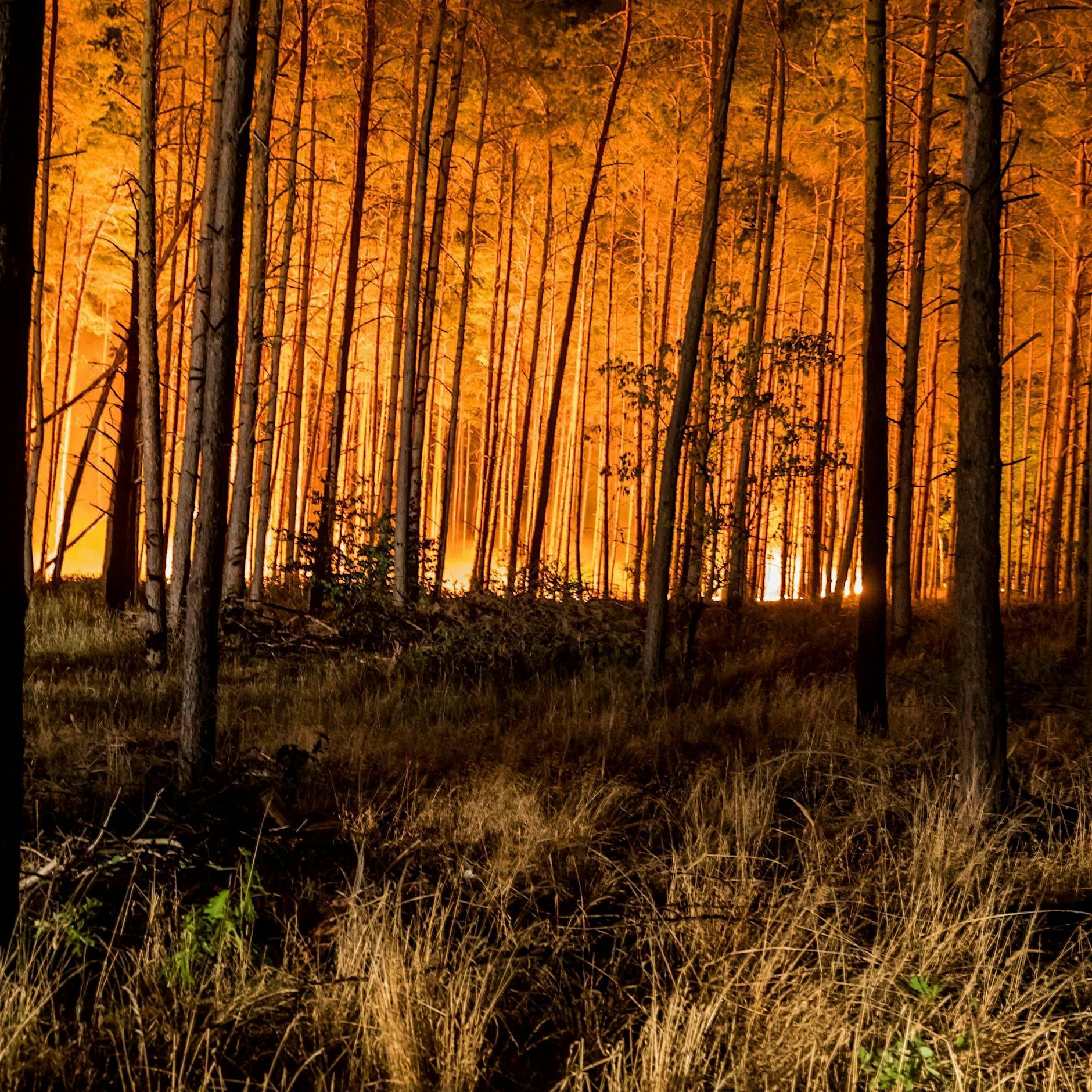 Hitzewelle: So helfen Sie Waldbrände zu verhindern