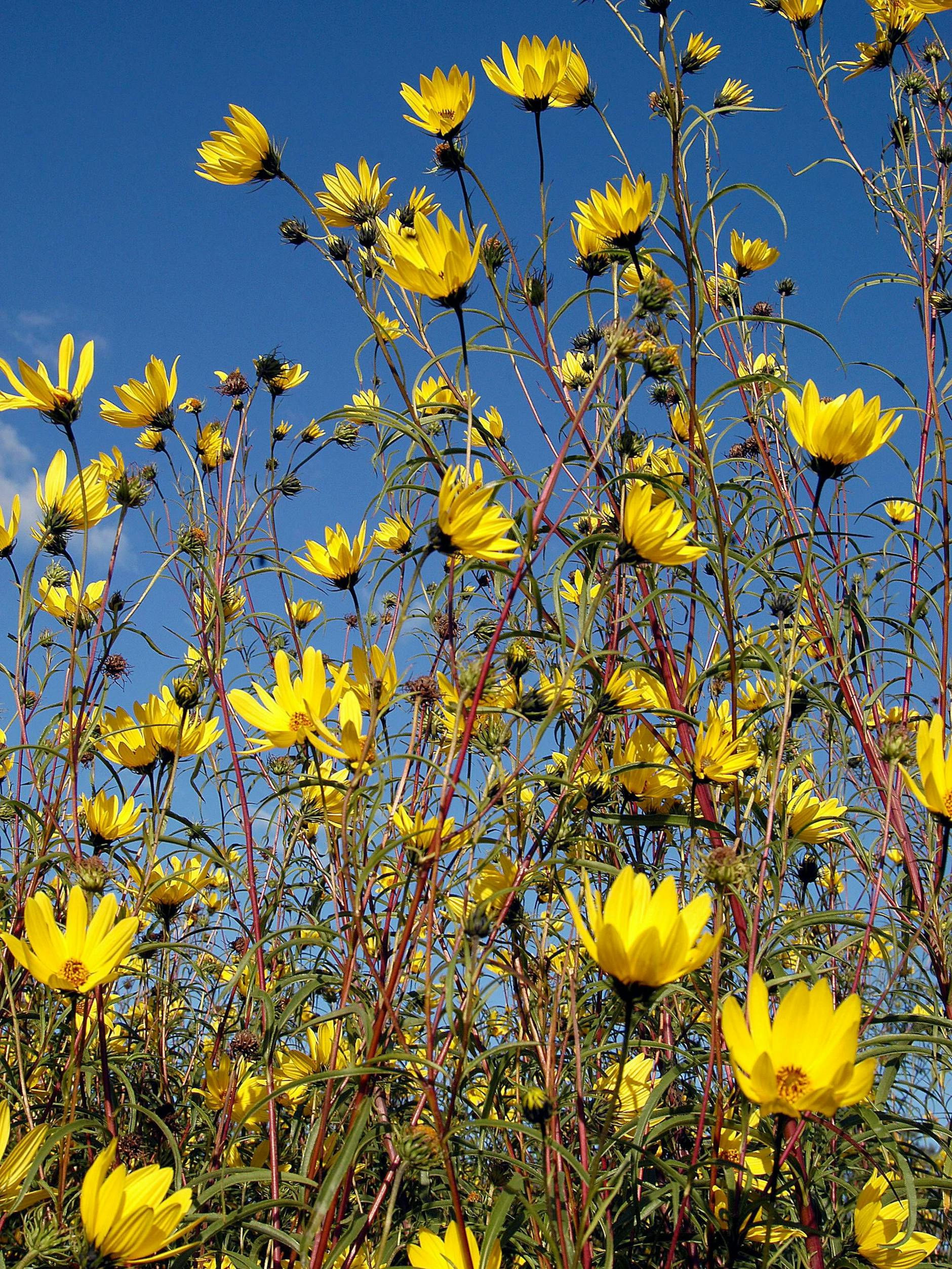 Die Weidenblättrige Sonnenblume bringt jeden Straß zum strahlen.