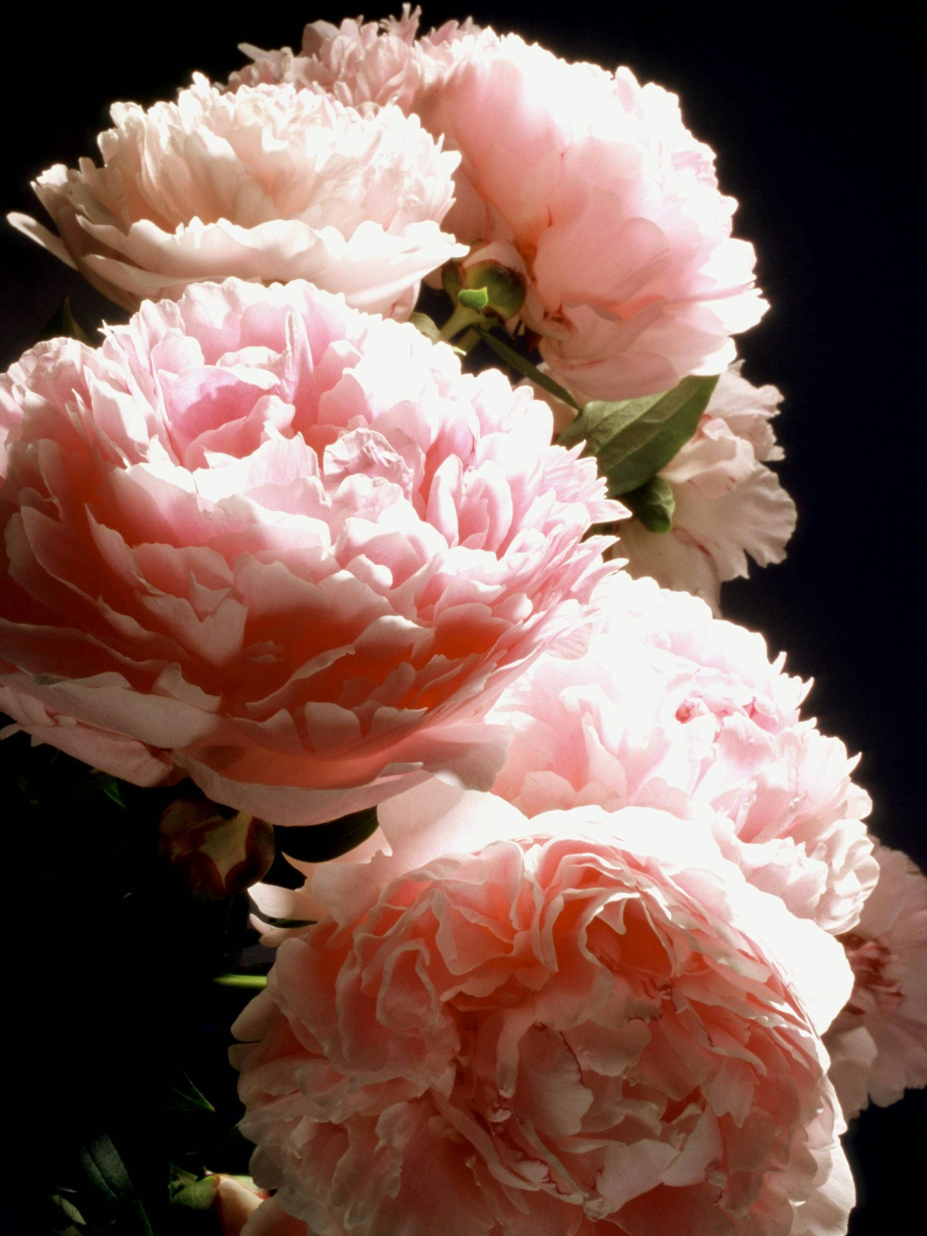 Pfingstrosen sind hübsch anzusehen und vertreiben sogar Unkraut.