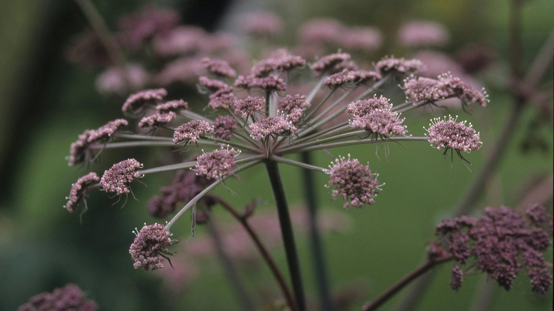 Wie alle Doldenblüter erlebt auch die Rosablühende Bibernelle aktuell ein großes Revival.