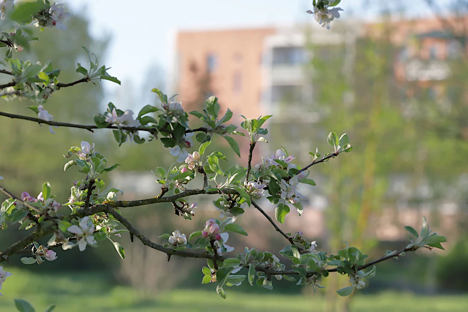 Frühling nahe der Louis-Lewin-Straße