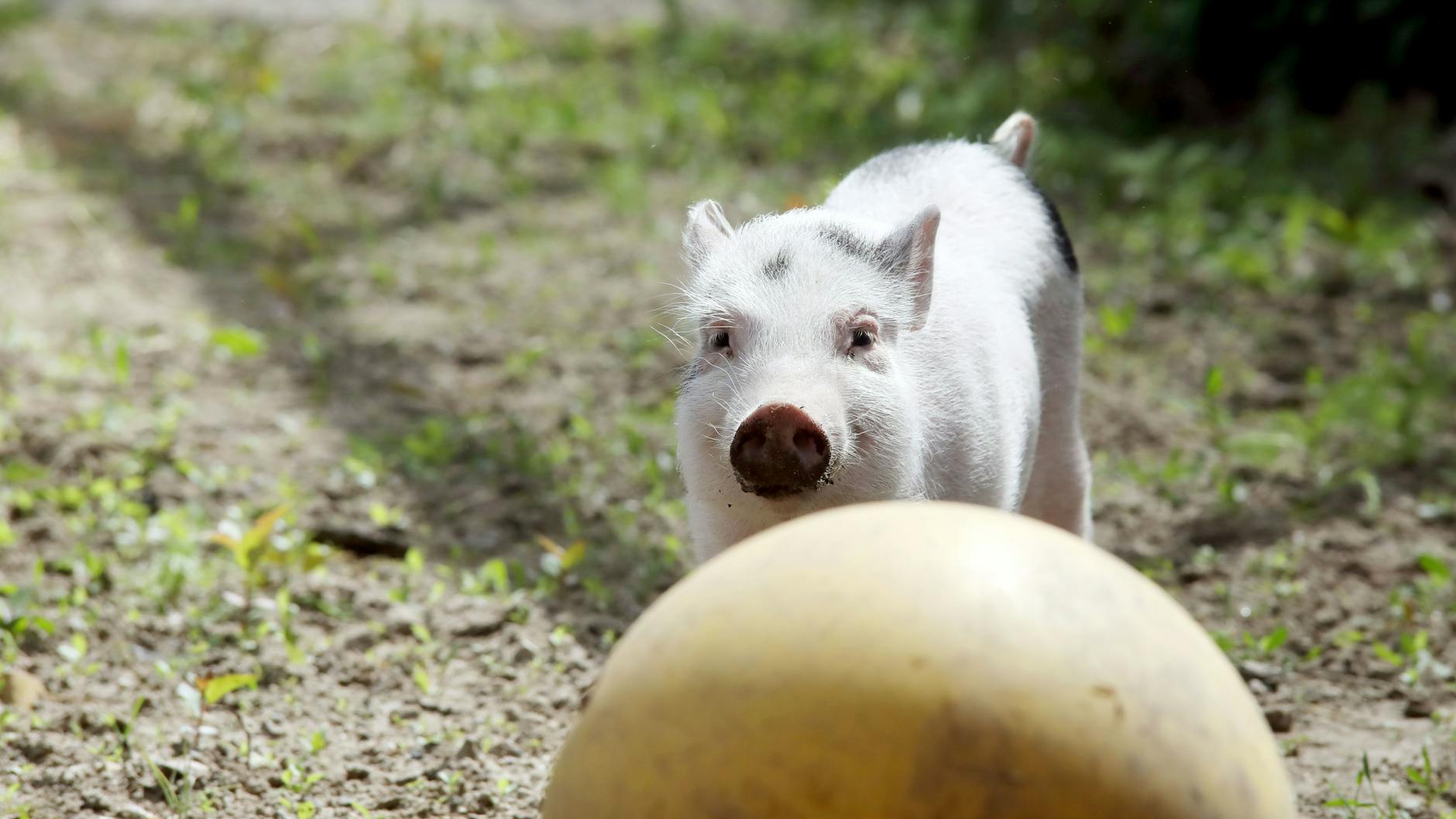 Kleines Schweinchen, große Kugel: Mini-Schwein Klaus mag es, den Ball über die Wiese zu jagen.