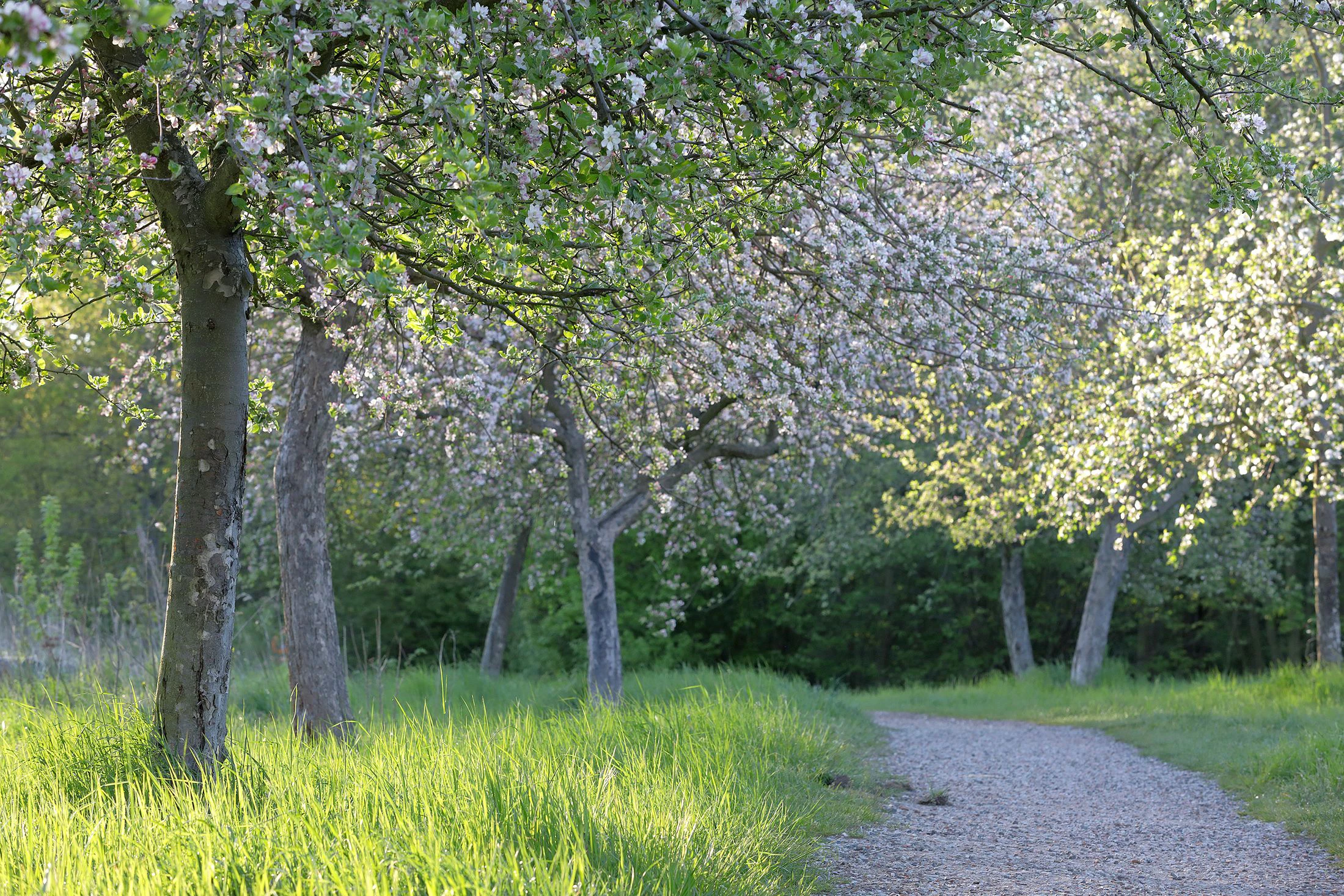 Baumblüte nahe der Böhlener Straße