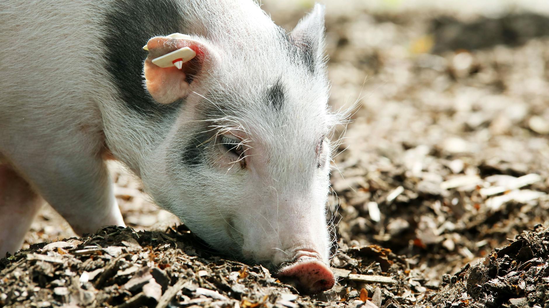 Klaus sucht ein neues Zuhause mit viel Auslauf und einem geräumigen Stall.