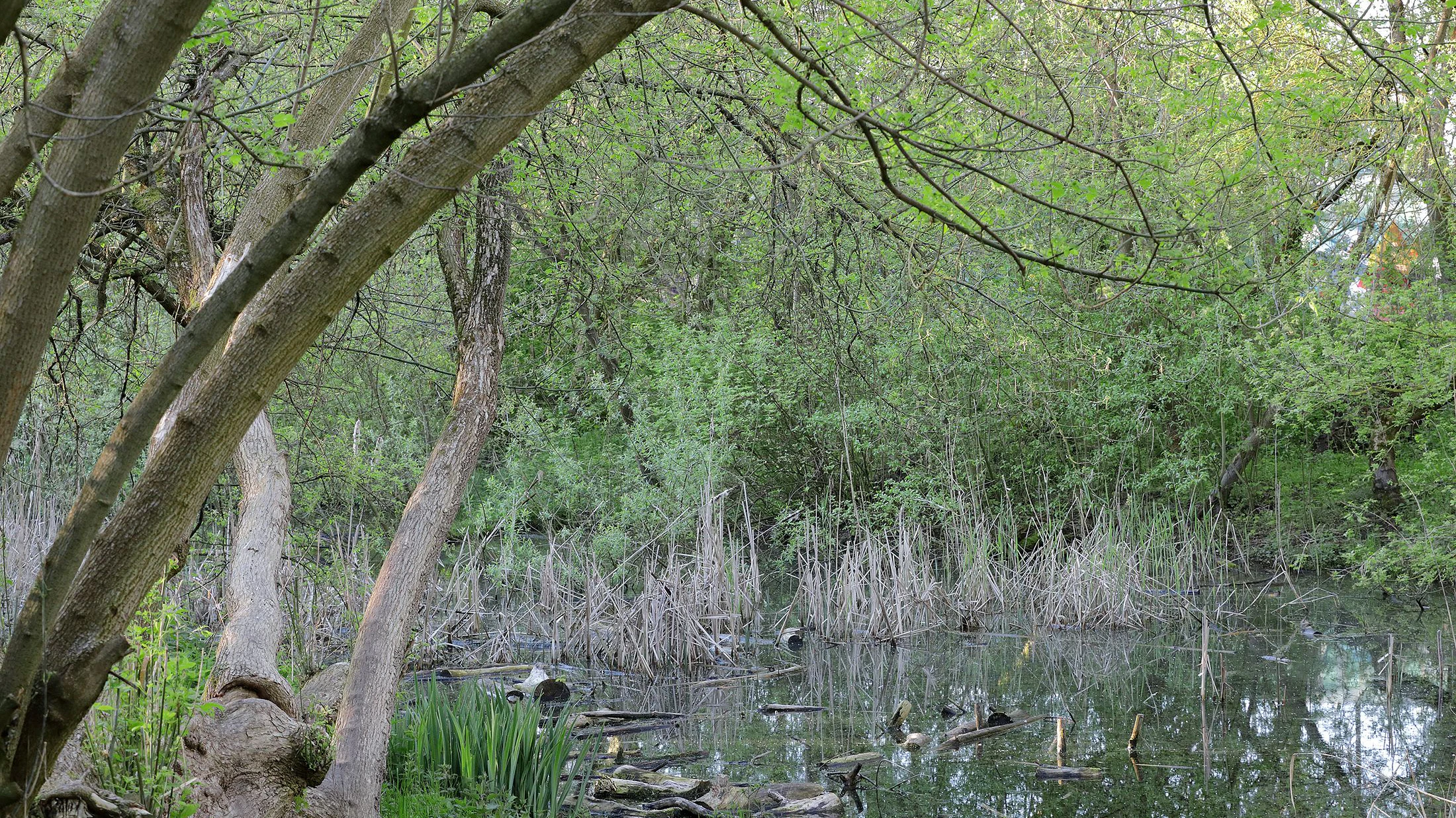 Der Beerenpfuhl führt Wasser, andere Pfuhle sind trocken.