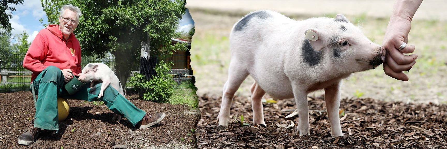 Tierpfleger Klaus Hain kümmert sich um das Mini-Schwein Klaus im Tierheim in Falkenberg.