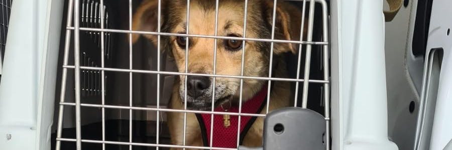 Aktivisten wollen mit einer Mahnwache am Brandenburger Tor den zahlreichen toten Welpen, die jährlich durch illegale Zucht und zu frühen Verkauf sterben.