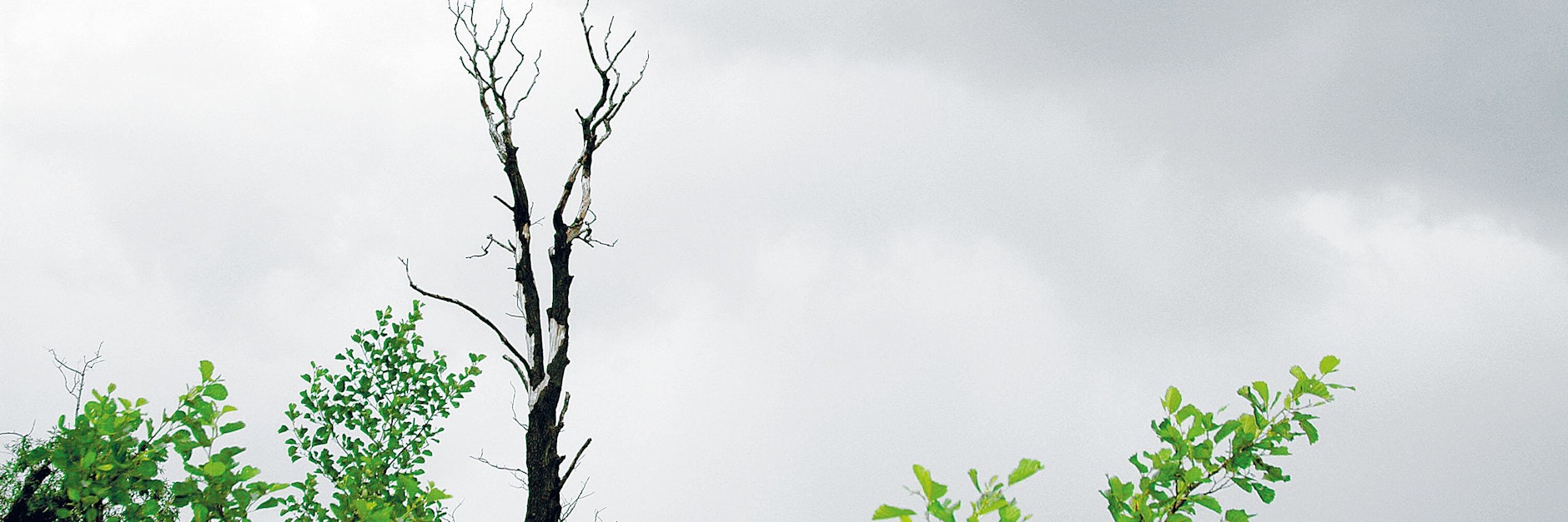 Gewitterluft bestimmt in weiten Teilen Deutschlands das Wettergeschehen.