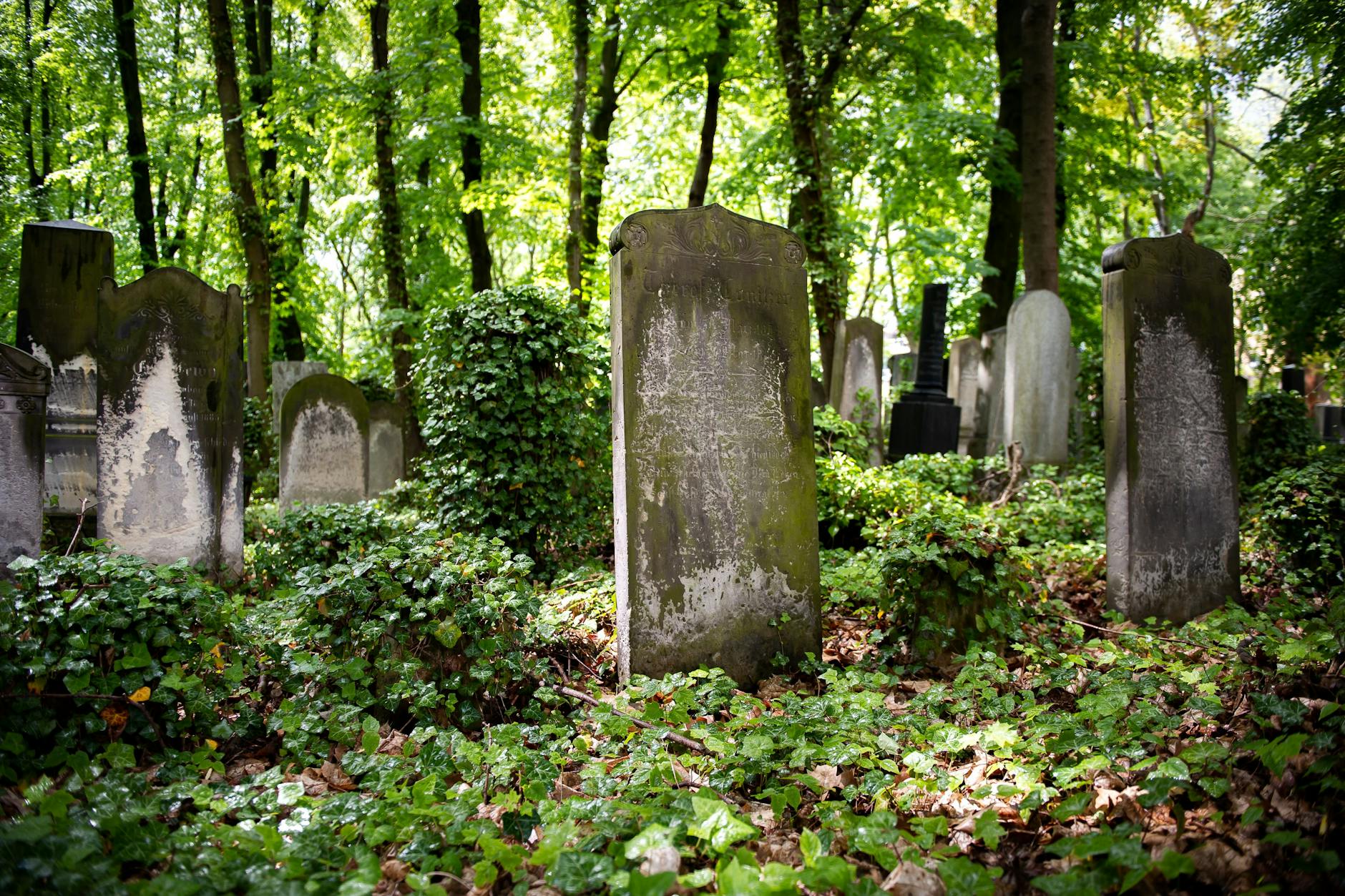 In den bewachsenen Tiefen des Jüdischen Friedhofs Weißensee kann man sich noch immer verirren.