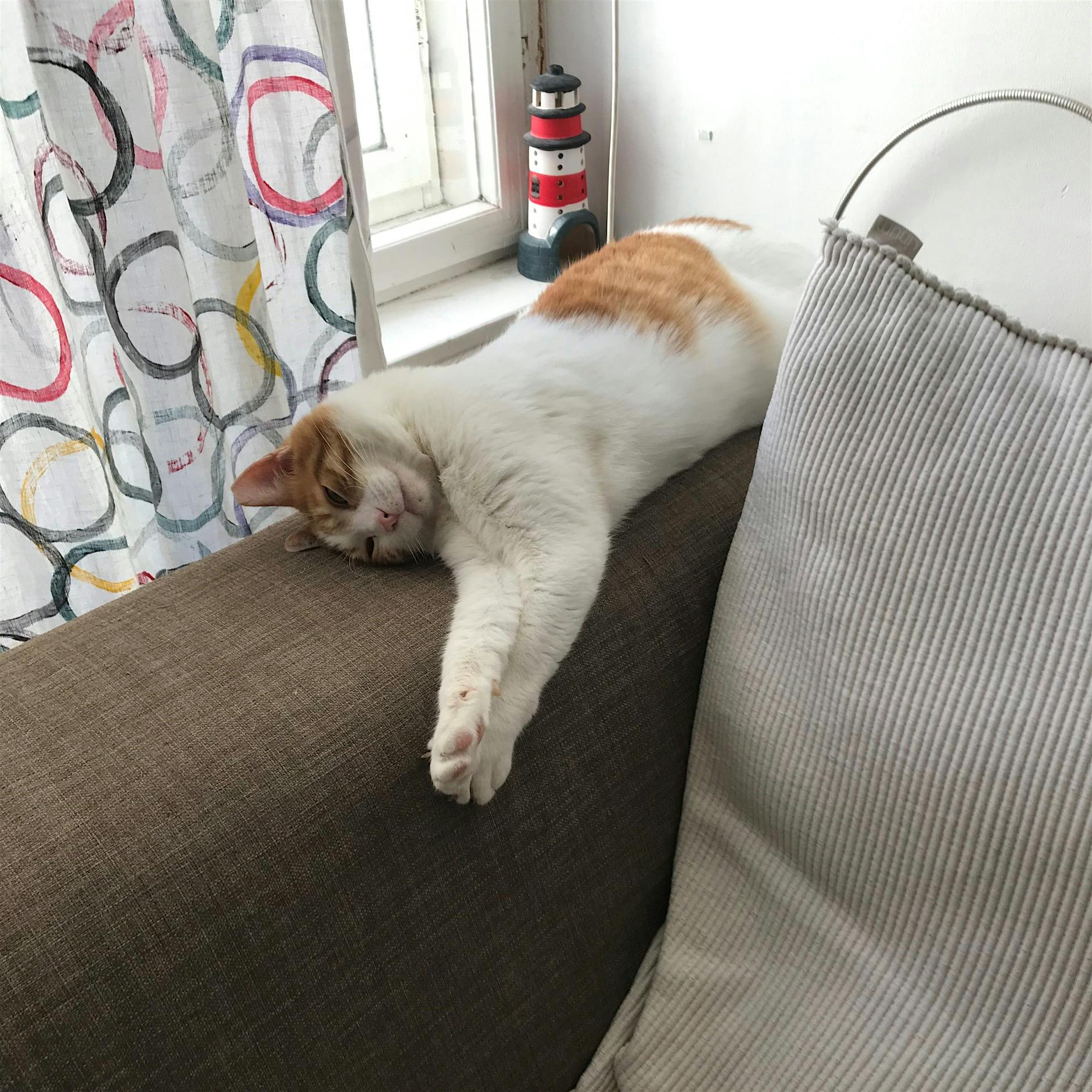 Der Kater hat sich eingebürgert