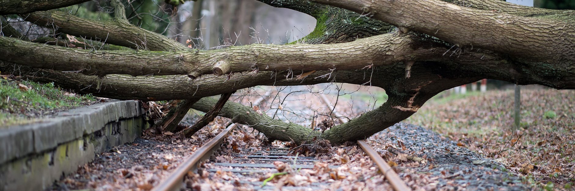 Ein Baum ist auf die Gleise gestürzt. Die Deutsche Bahn wird künftig mehr Probleme mit Stürmen bekommen.