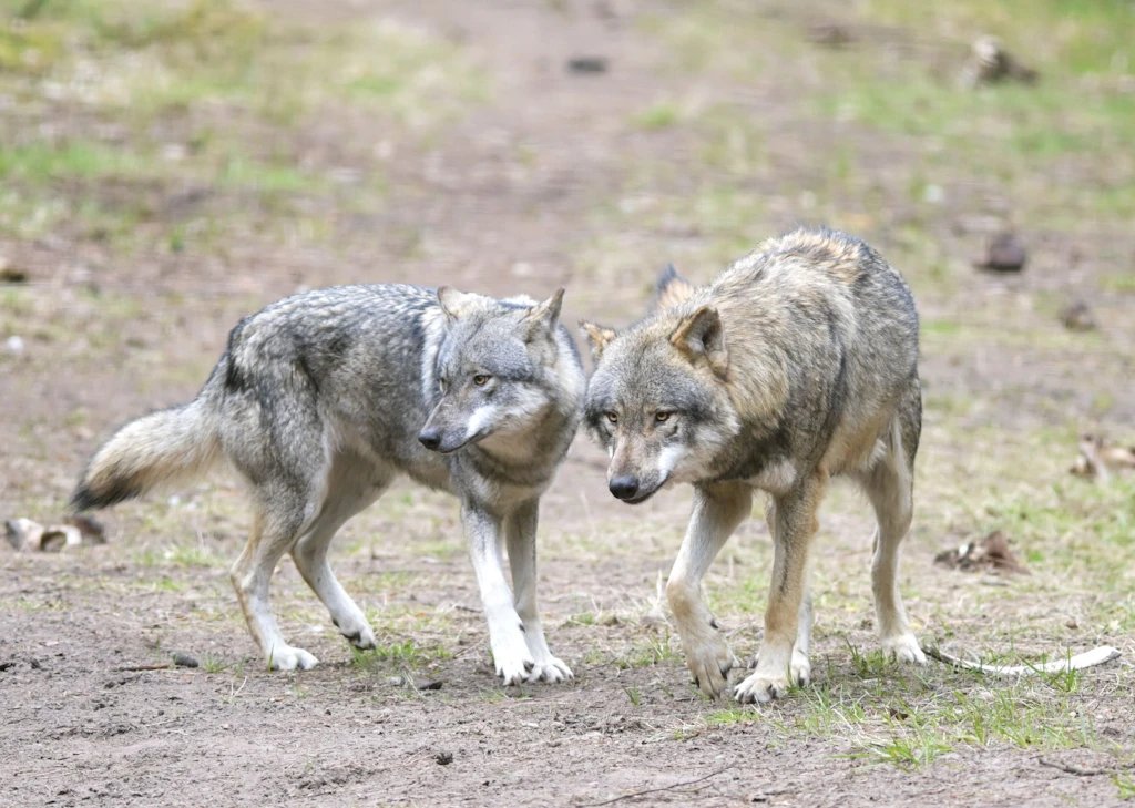 Jäger erschießt Wolf bei Potsdam: Wollte er seine Hunde retten?