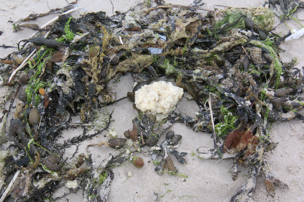 Wangerooge: Erneut weiße Klumpen an Nordseeinsel angespült