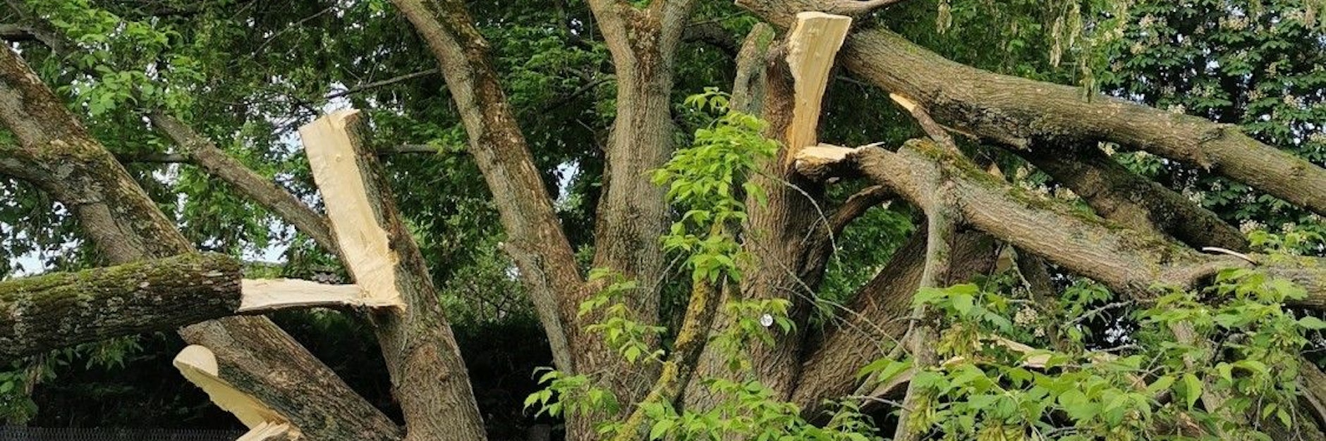80 Jahre hat der Eschen-Ahorn überstanden, bis er von Wahnsinnigen schwer beschädigt wurde.