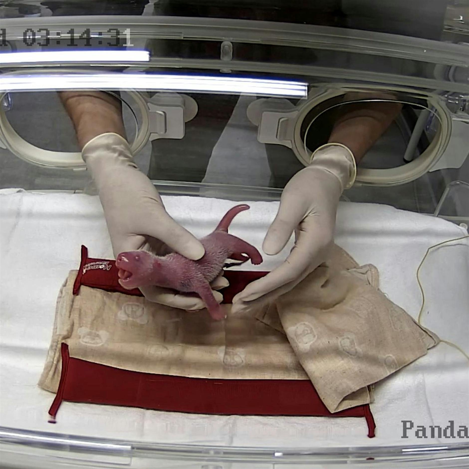 Seltenes Glück: Panda-Zwillinge erblicken das Licht der Welt