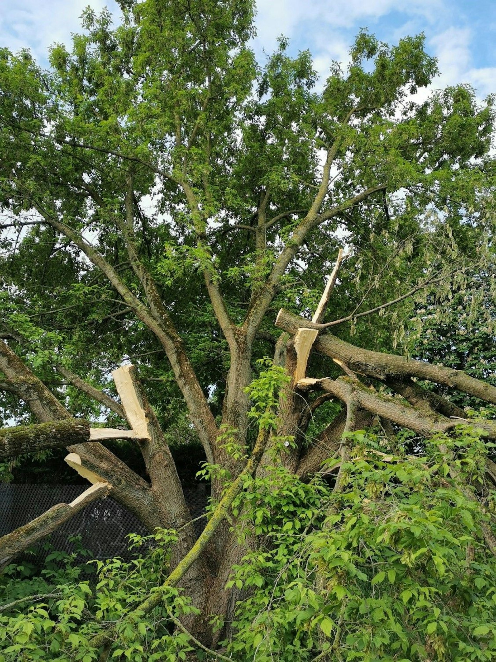 Ein Bild des Jammers: Der Eschen-Ahorn am Britzer Zweigkanal.