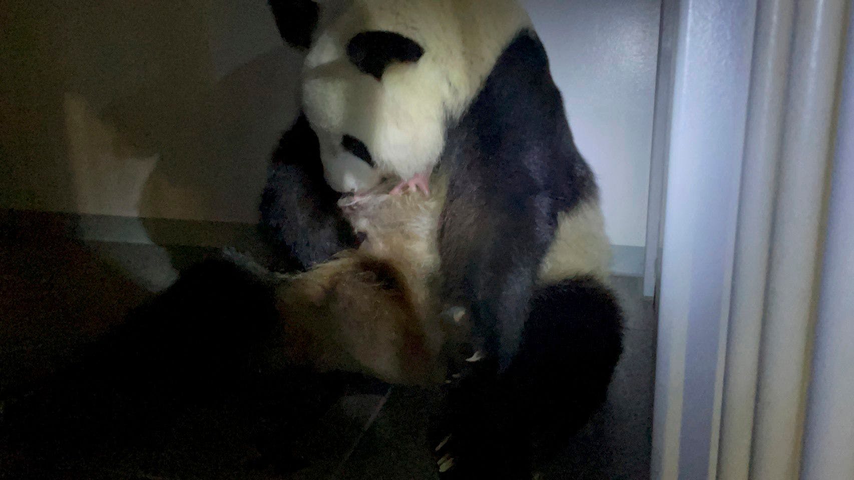 Panda-Mutter Shin Shin mit einem ihrer Jungtiere im Ueno Zoological Garden